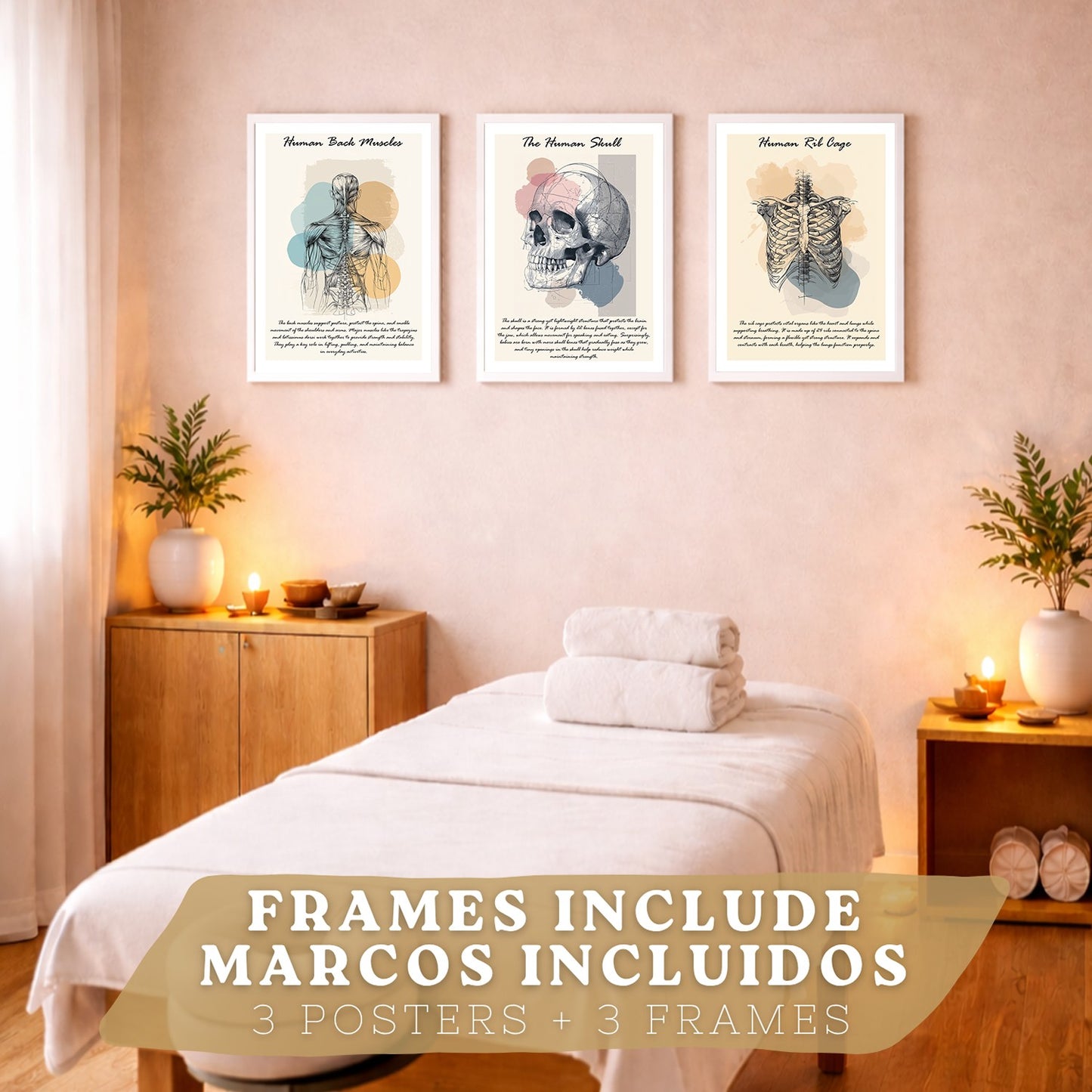 Set 3 Cuadros Decoración para Pared Anatomía Humana Posters Educativos Músculos Espalda Caja Torácica Cráneo