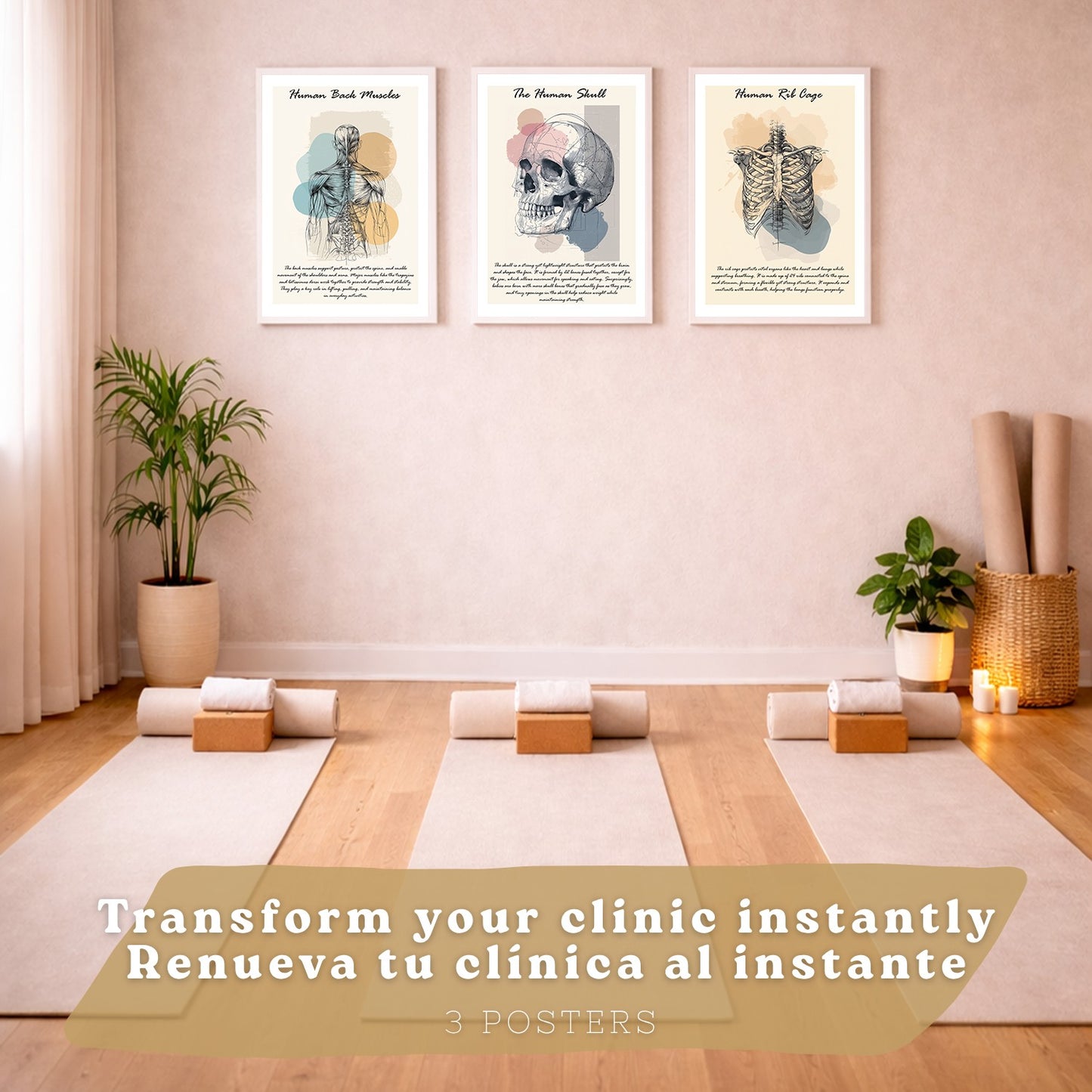 Set 3 Cuadros Decoración para Pared Anatomía Humana Posters Educativos Músculos Espalda Caja Torácica Cráneo