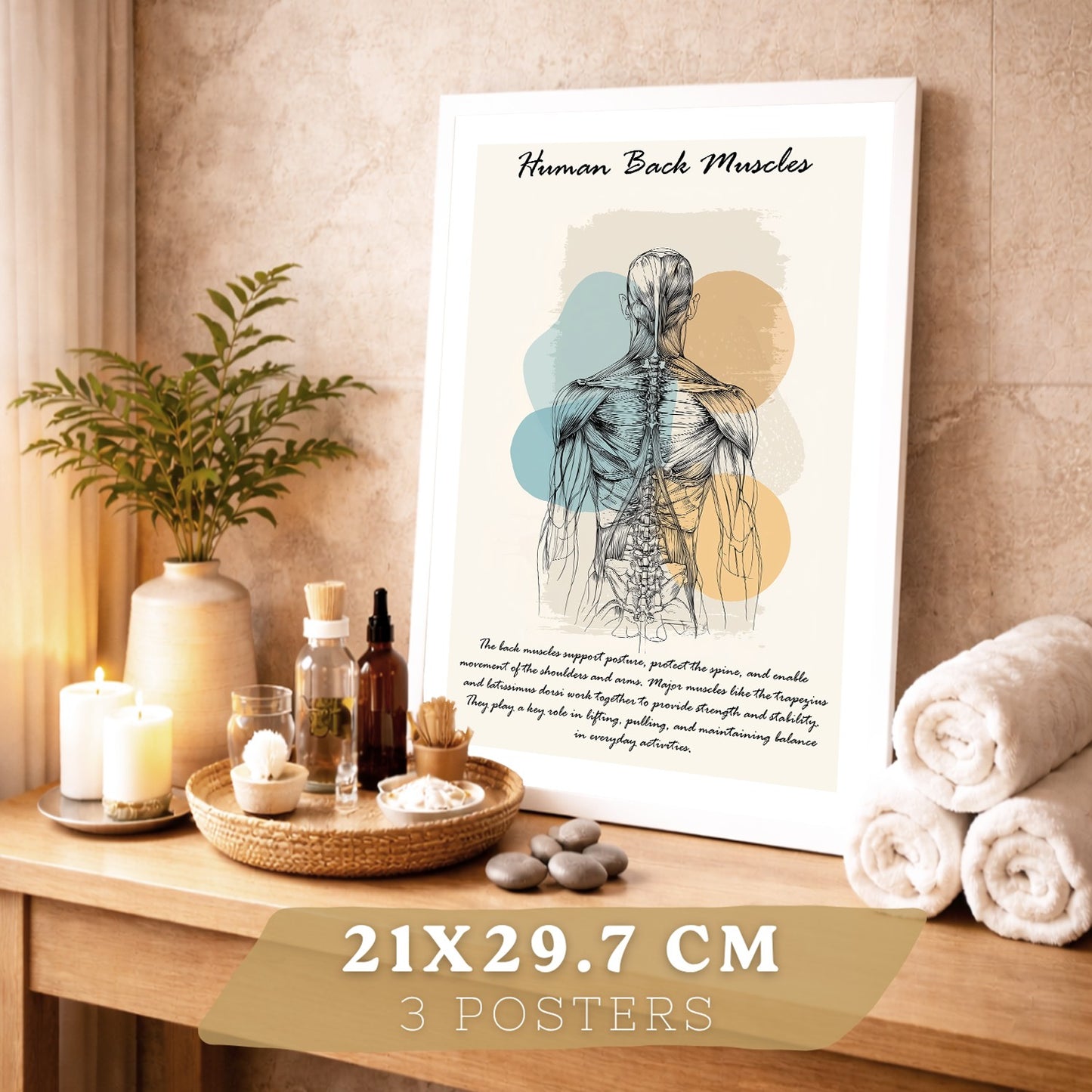Set 3 Cuadros Decoración para Pared Anatomía Humana Posters Educativos Músculos Espalda Caja Torácica Cráneo