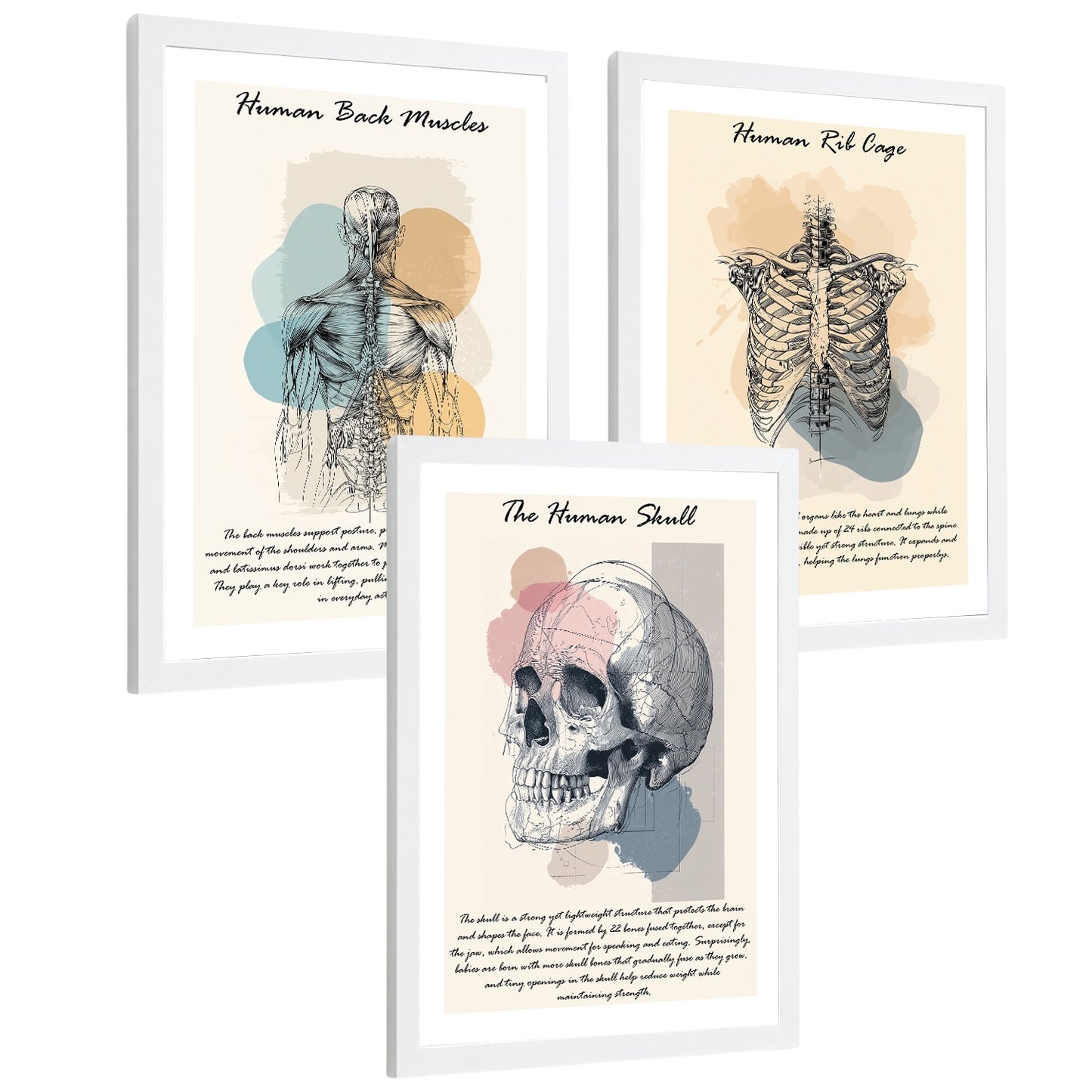 Set 3 Cuadros Decoración para Pared Anatomía Humana Posters Educativos Músculos Espalda Caja Torácica Cráneo