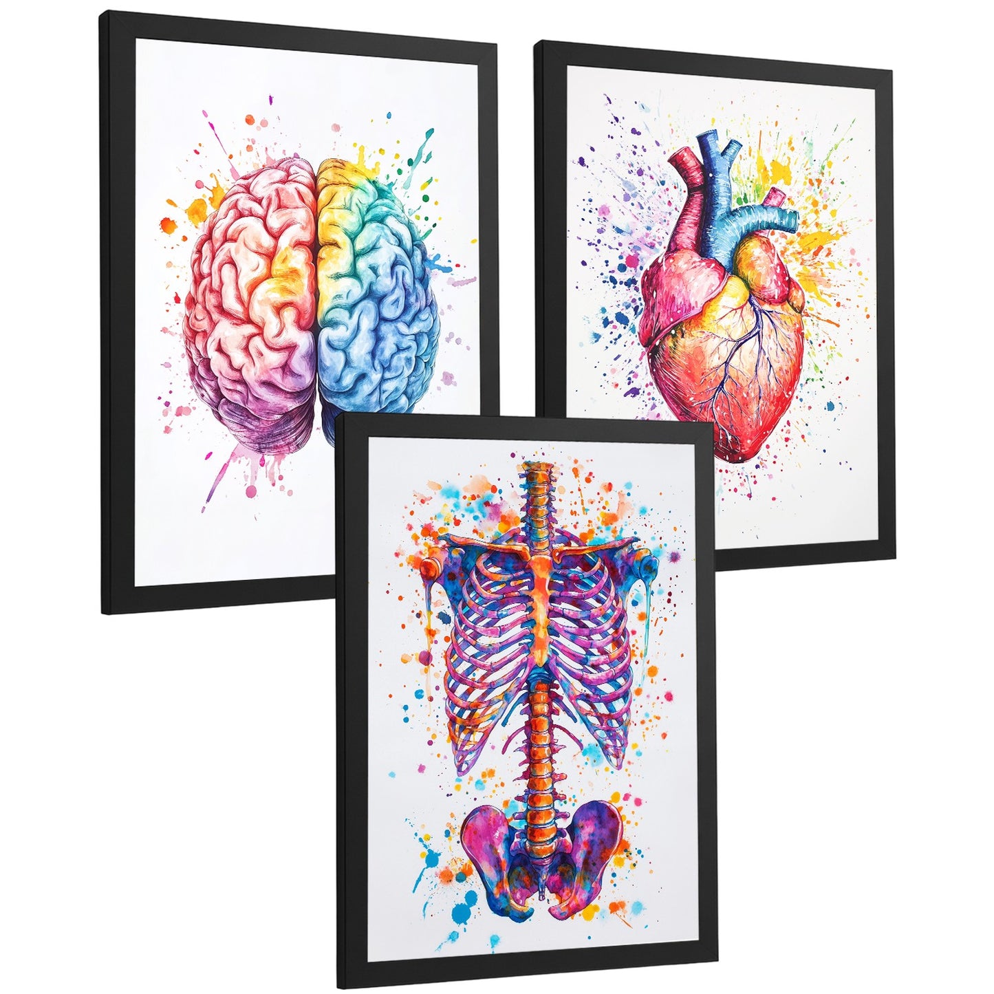 Set 3 Posters y Cuadros de Anatomía Humana Láminas con Cerebro Corazón Costillas Columna Vertebral Diseño Acuarela Vibrante