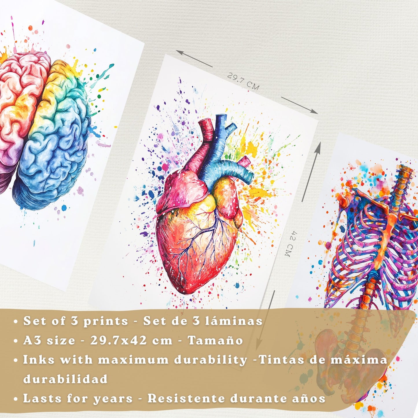 Set 3 Posters y Cuadros de Anatomía Humana Láminas con Cerebro Corazón Costillas Columna Vertebral Diseño Acuarela Vibrante