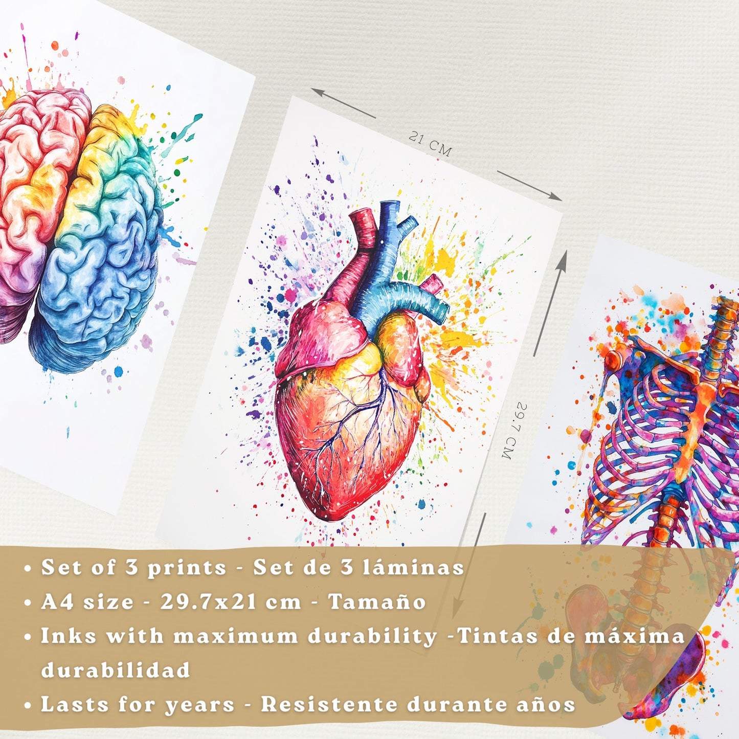 Set 3 Posters y Cuadros de Anatomía Humana Láminas con Cerebro Corazón Costillas Columna Vertebral Diseño Acuarela Vibrante