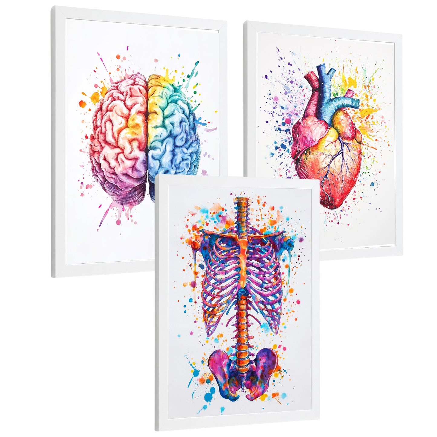 Set 3 Posters y Cuadros de Anatomía Humana Láminas con Cerebro Corazón Costillas Columna Vertebral Diseño Acuarela Vibrante