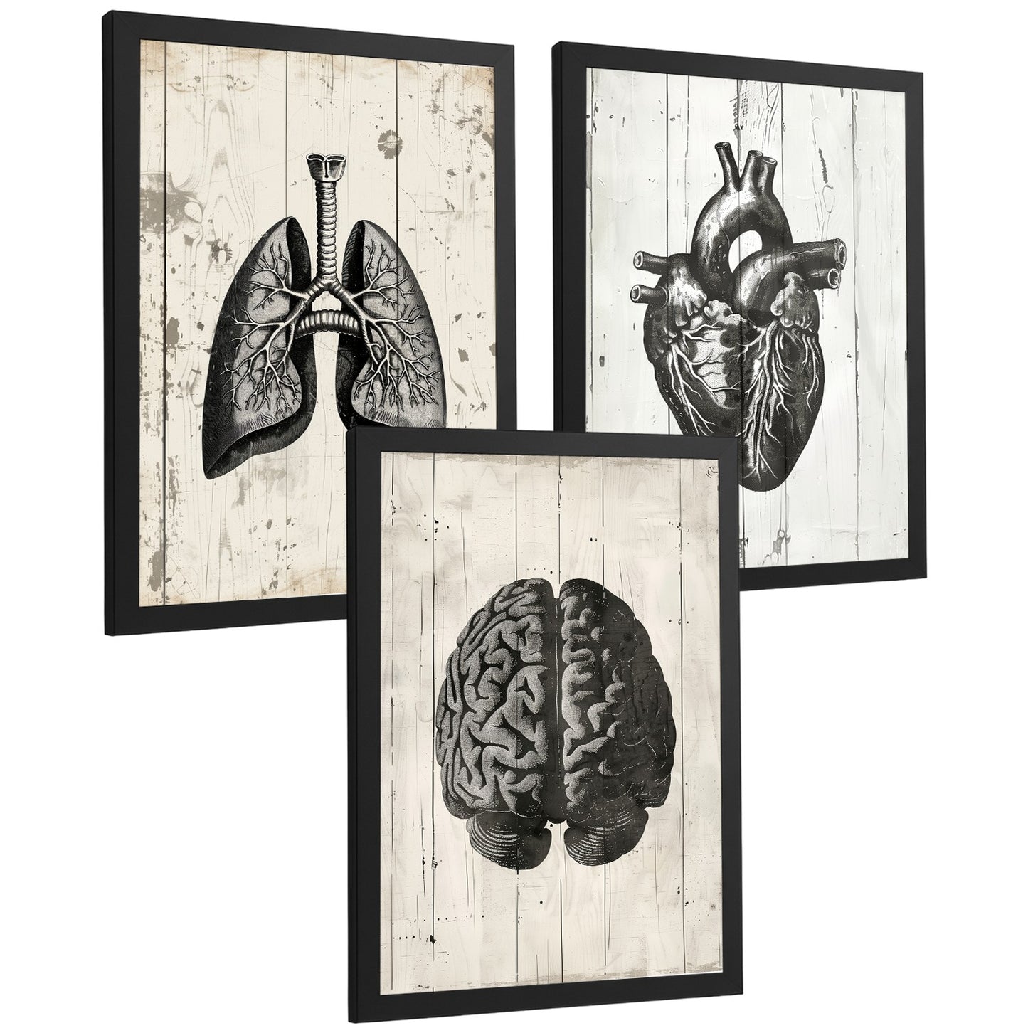 Set 3 Cuadros Decorativos de Anatomía Humana Láminas y Posters con Cerebro Corazón Pulmones Tráquea Bronquios Diseño Industrial Blanco y Negro
