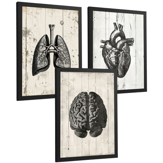 Set 3 Cuadros Decorativos de Anatomía Humana Láminas y Posters con Cerebro Corazón Pulmones Tráquea Bronquios Diseño Industrial Blanco y Negro