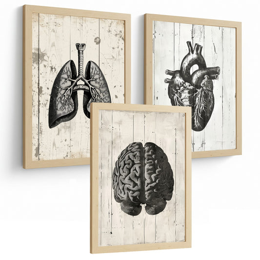 Set 3 Cuadros Decorativos de Anatomía Humana Láminas y Posters con Cerebro Corazón Pulmones Tráquea Bronquios Diseño Industrial Blanco y Negro
