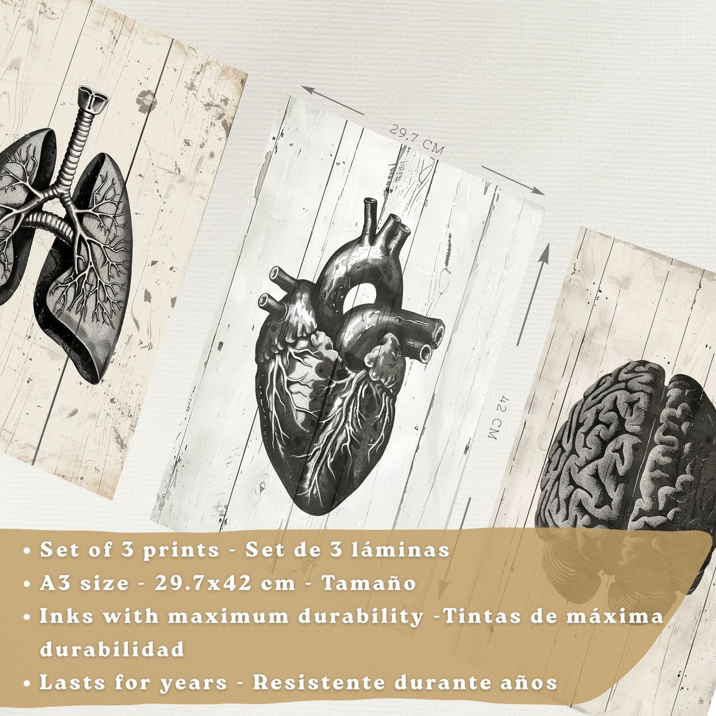 Set 3 Cuadros Decorativos de Anatomía Humana Láminas y Posters con Cerebro Corazón Pulmones Tráquea Bronquios Diseño Industrial Blanco y Negro
