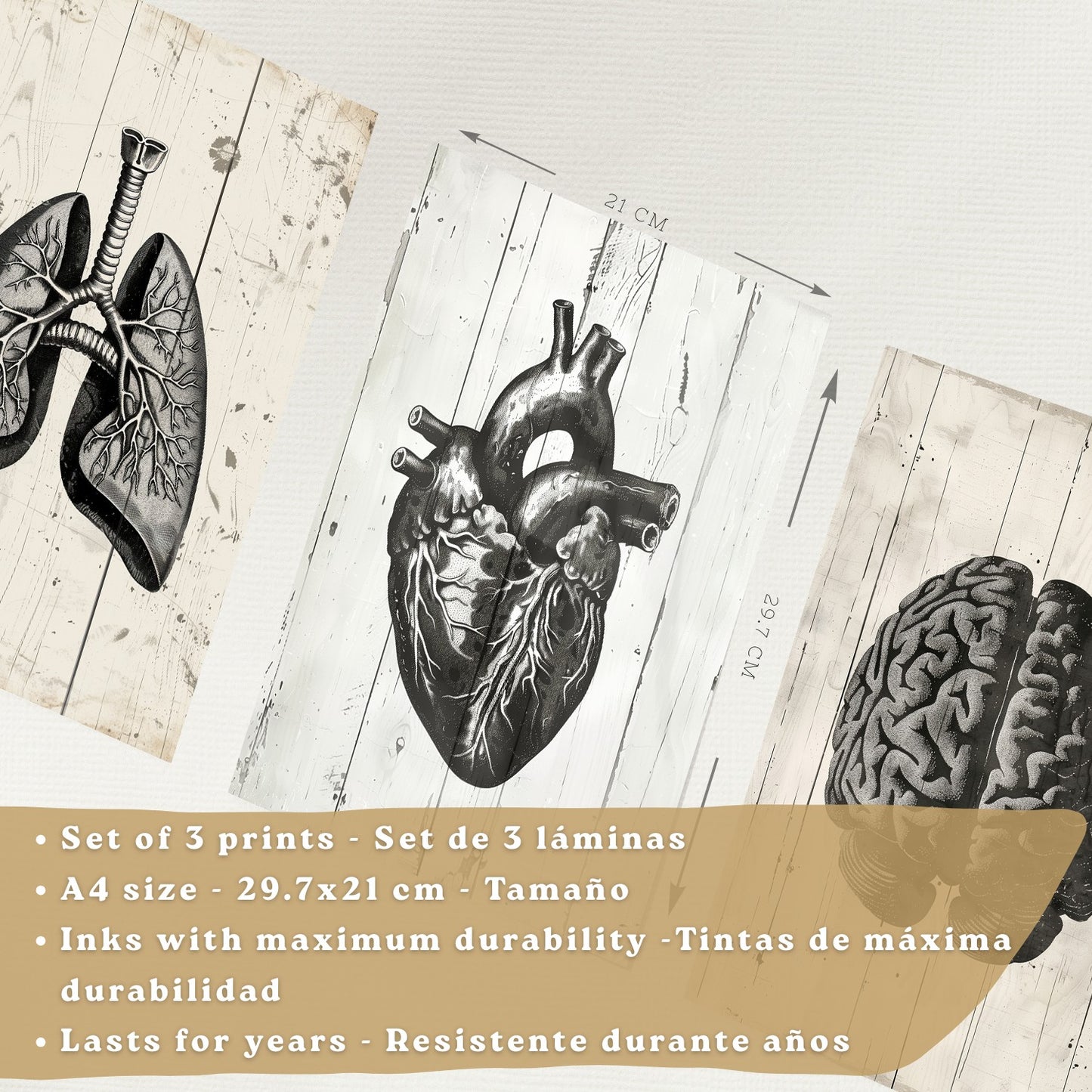 Set 3 Cuadros Decorativos de Anatomía Humana Láminas y Posters con Cerebro Corazón Pulmones Tráquea Bronquios Diseño Industrial Blanco y Negro