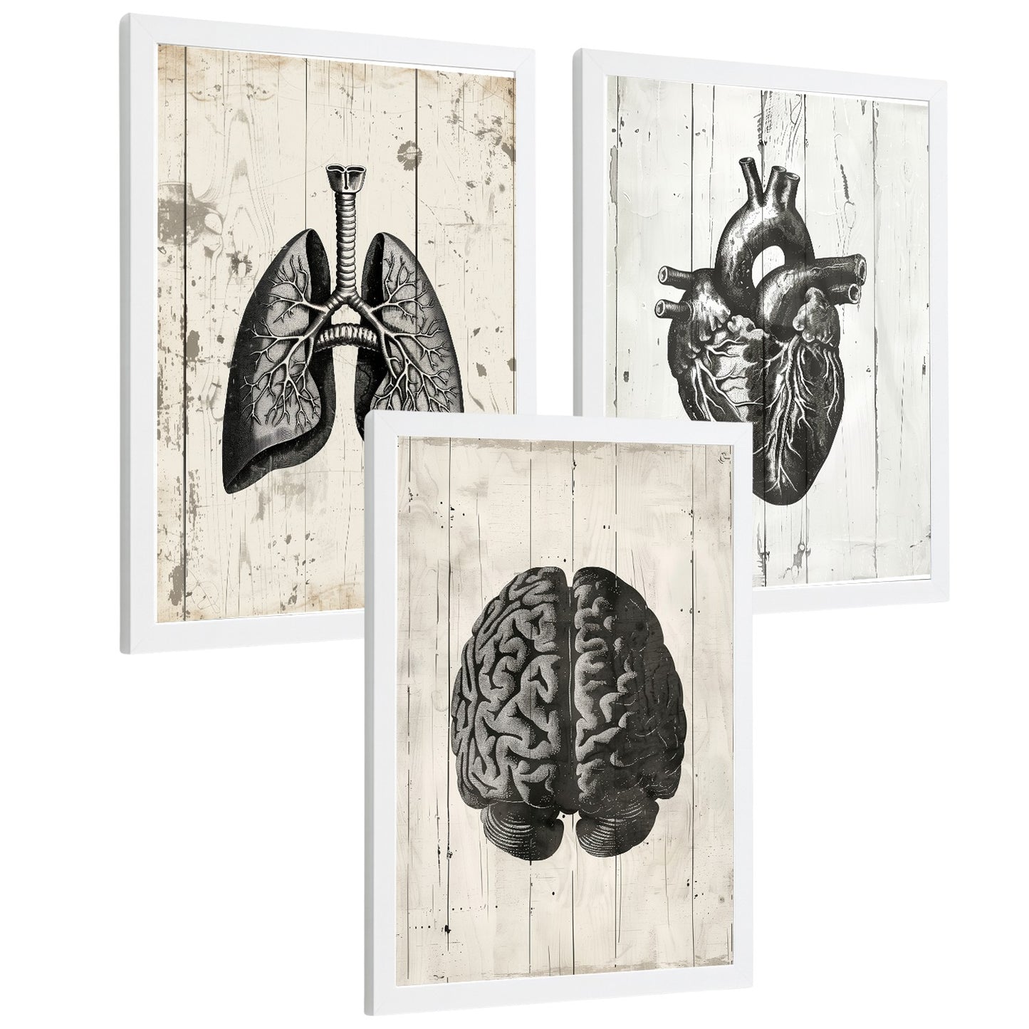 Set 3 Cuadros Decorativos de Anatomía Humana Láminas y Posters con Cerebro Corazón Pulmones Tráquea Bronquios Diseño Industrial Blanco y Negro