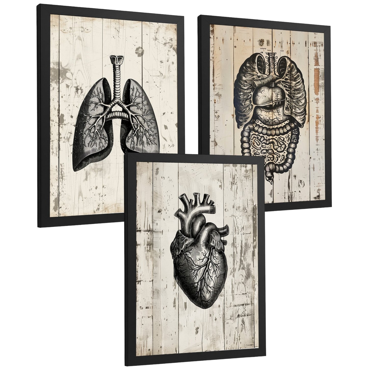 Set 3 Cuadros de Anatomía Humana Láminas con Pulmones Intestinos y Corazón Estilo Rústico Moderno
