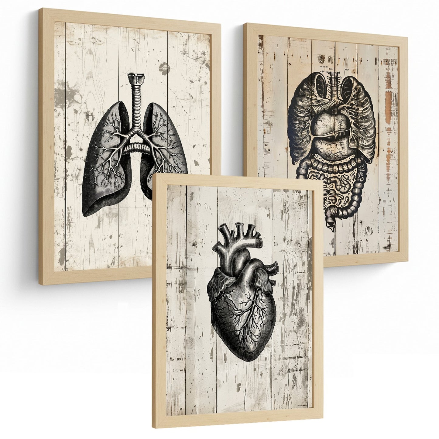 Set 3 Cuadros de Anatomía Humana Láminas con Pulmones Intestinos y Corazón Estilo Rústico Moderno