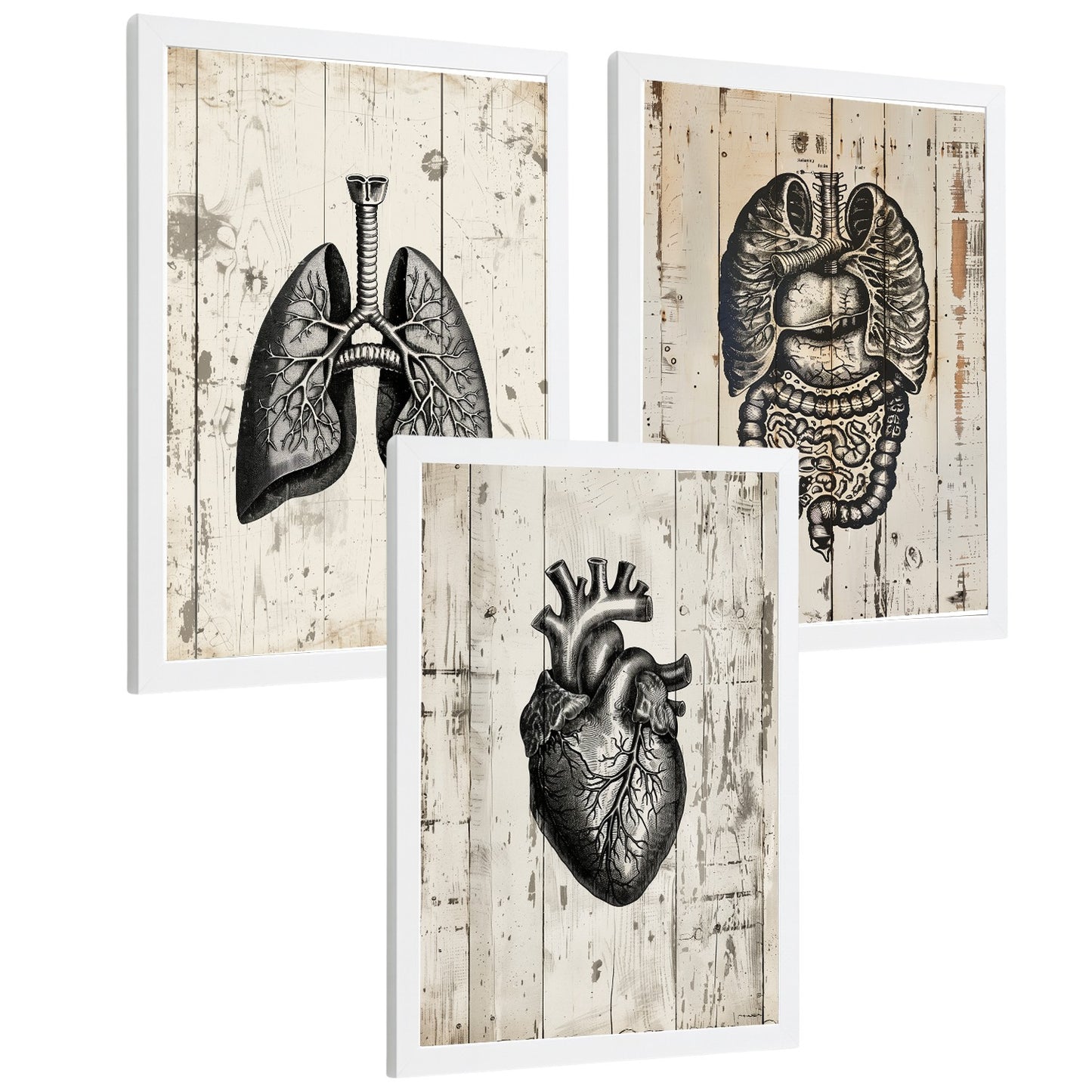 Set 3 Cuadros de Anatomía Humana Láminas con Pulmones Intestinos y Corazón Estilo Rústico Moderno