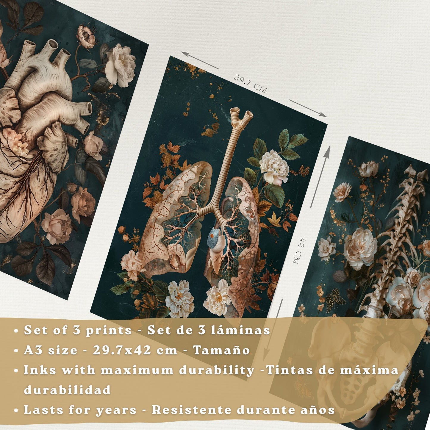 Set 3 Cuadros de Anatomía Humana Láminas con Corazón, Sistema Respiratorio y Esqueleto Estilo Botánico Elegante