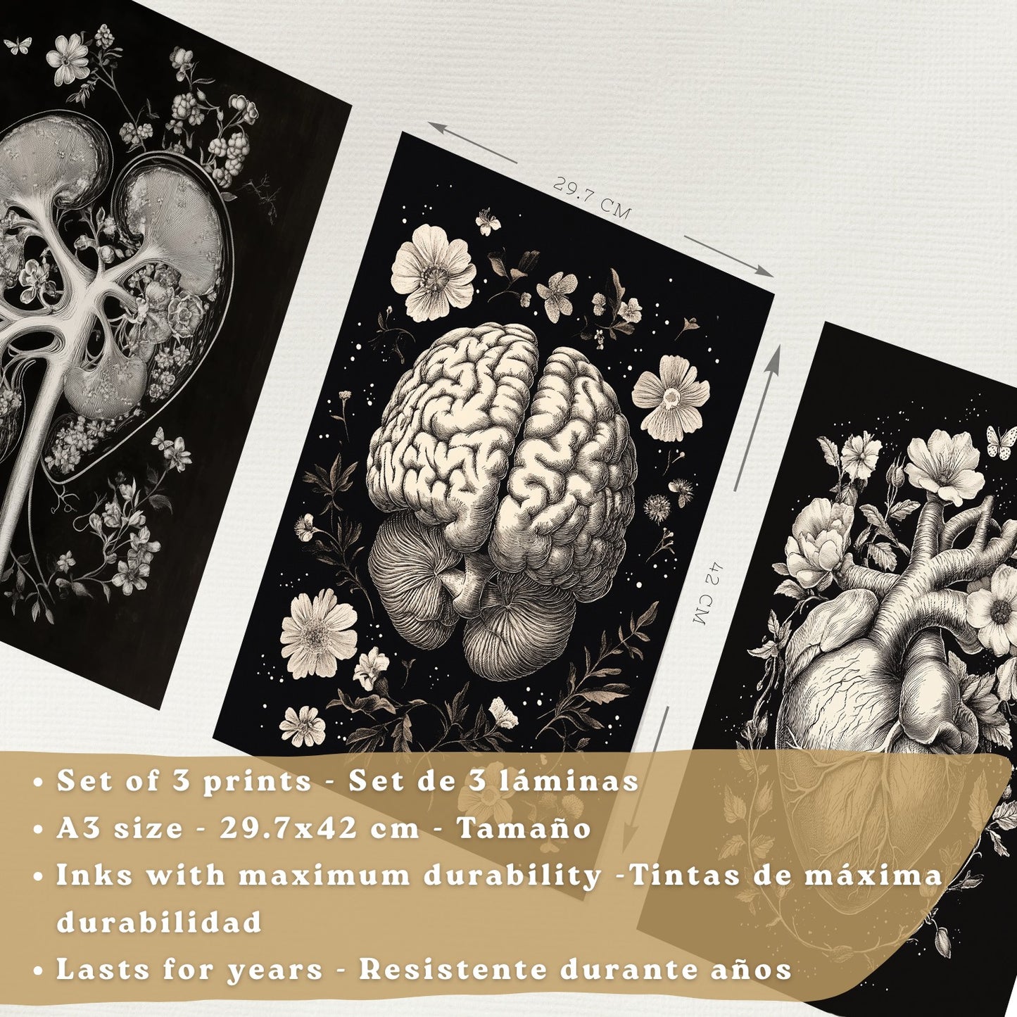 Set 3 Posters y Cuadros de Anatomía Humana Láminas con Riñón Sistema Urinario Cerebro y Corazón Diseño Clásico Blanco y Negro