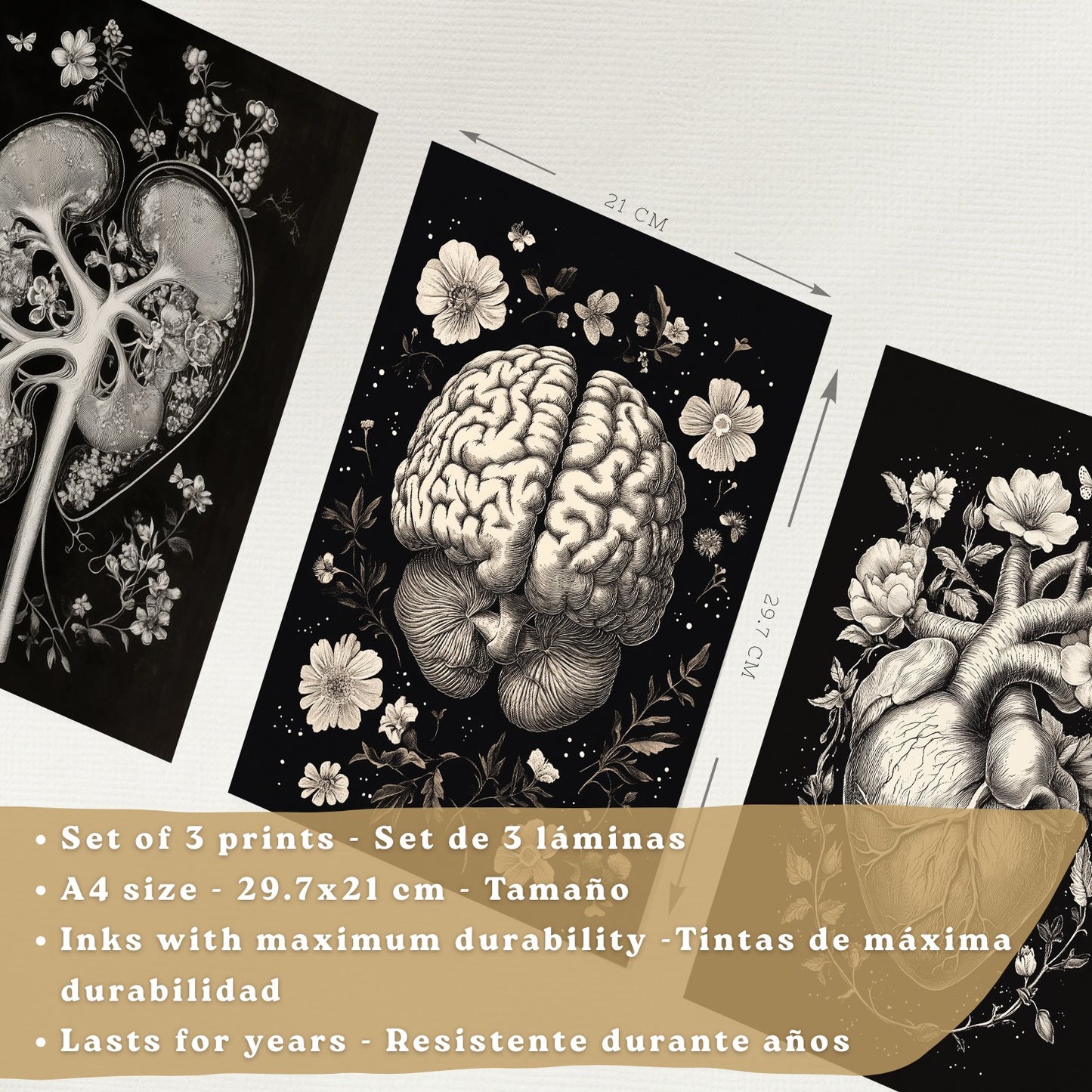 Set 3 Posters y Cuadros de Anatomía Humana Láminas con Riñón Sistema Urinario Cerebro y Corazón Diseño Clásico Blanco y Negro