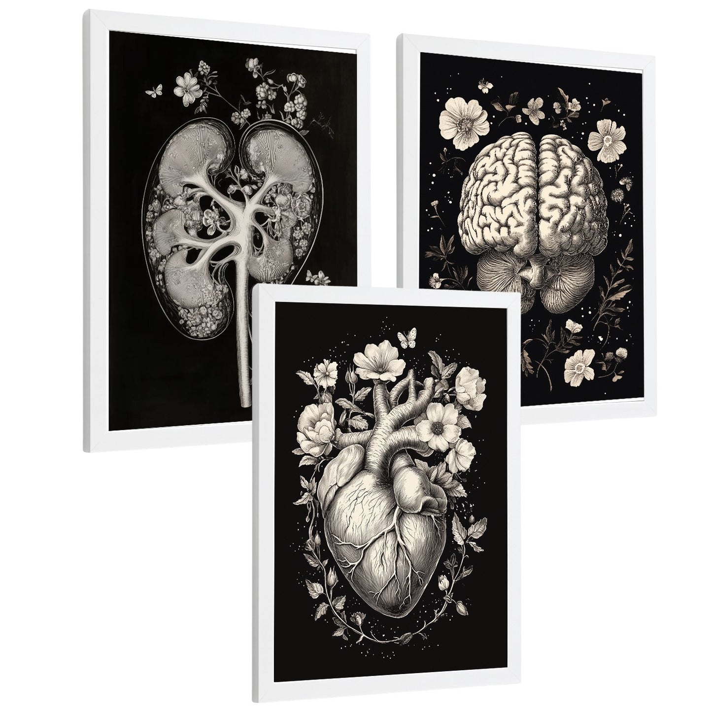 Set 3 Posters y Cuadros de Anatomía Humana Láminas con Riñón Sistema Urinario Cerebro y Corazón Diseño Clásico Blanco y Negro