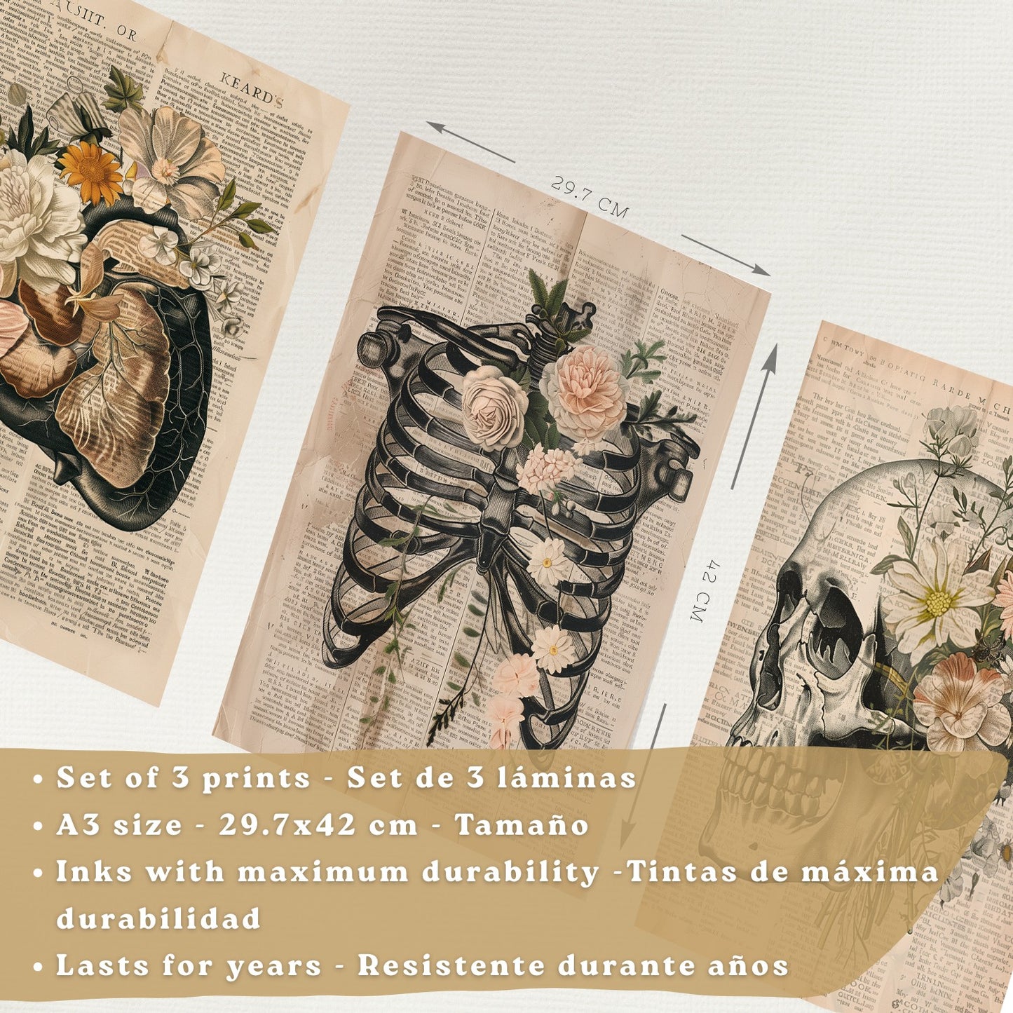 Set 3 Cuadros de Anatomía Humana Láminas con Higado, Costillas y Cráneo Estilo Retro Floral