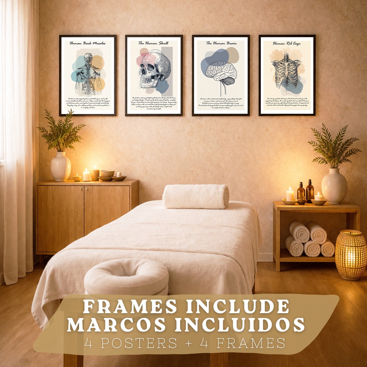 Set 4 Láminas de Anatomía Humana Posters Educativos con Músculos Espalda Costillas Cerebro y Cráneo Diseño Moderno