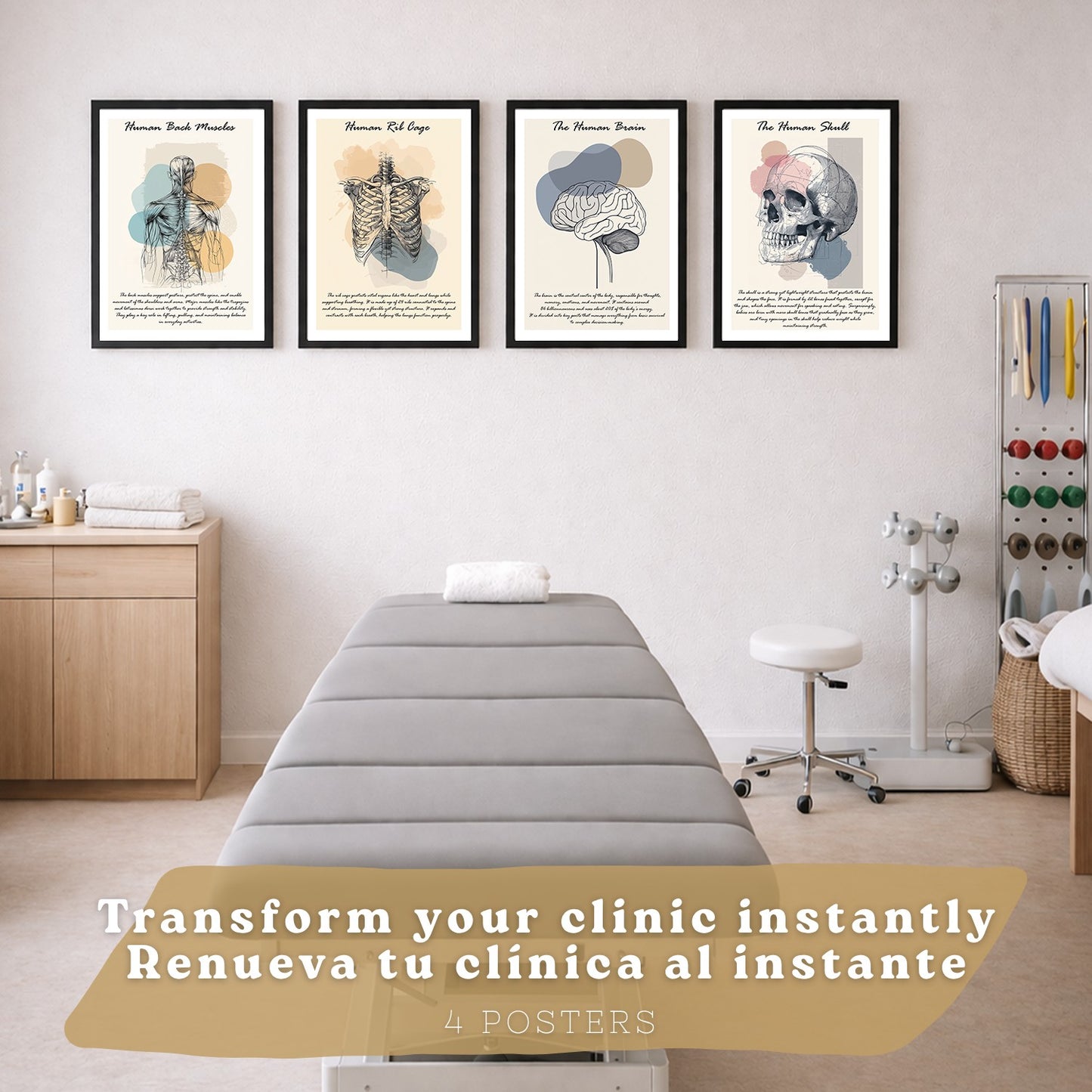 Set 4 Láminas de Anatomía Humana Posters Educativos con Músculos Espalda Costillas Cerebro y Cráneo Diseño Moderno