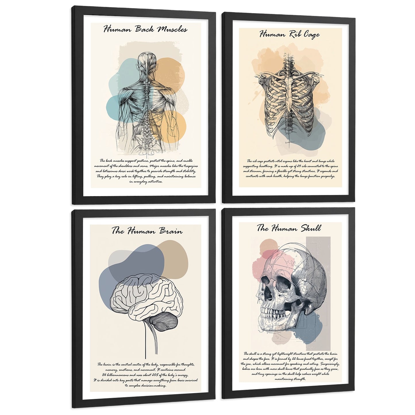 Set 4 Láminas de Anatomía Humana Posters Educativos con Músculos Espalda Costillas Cerebro y Cráneo Diseño Moderno