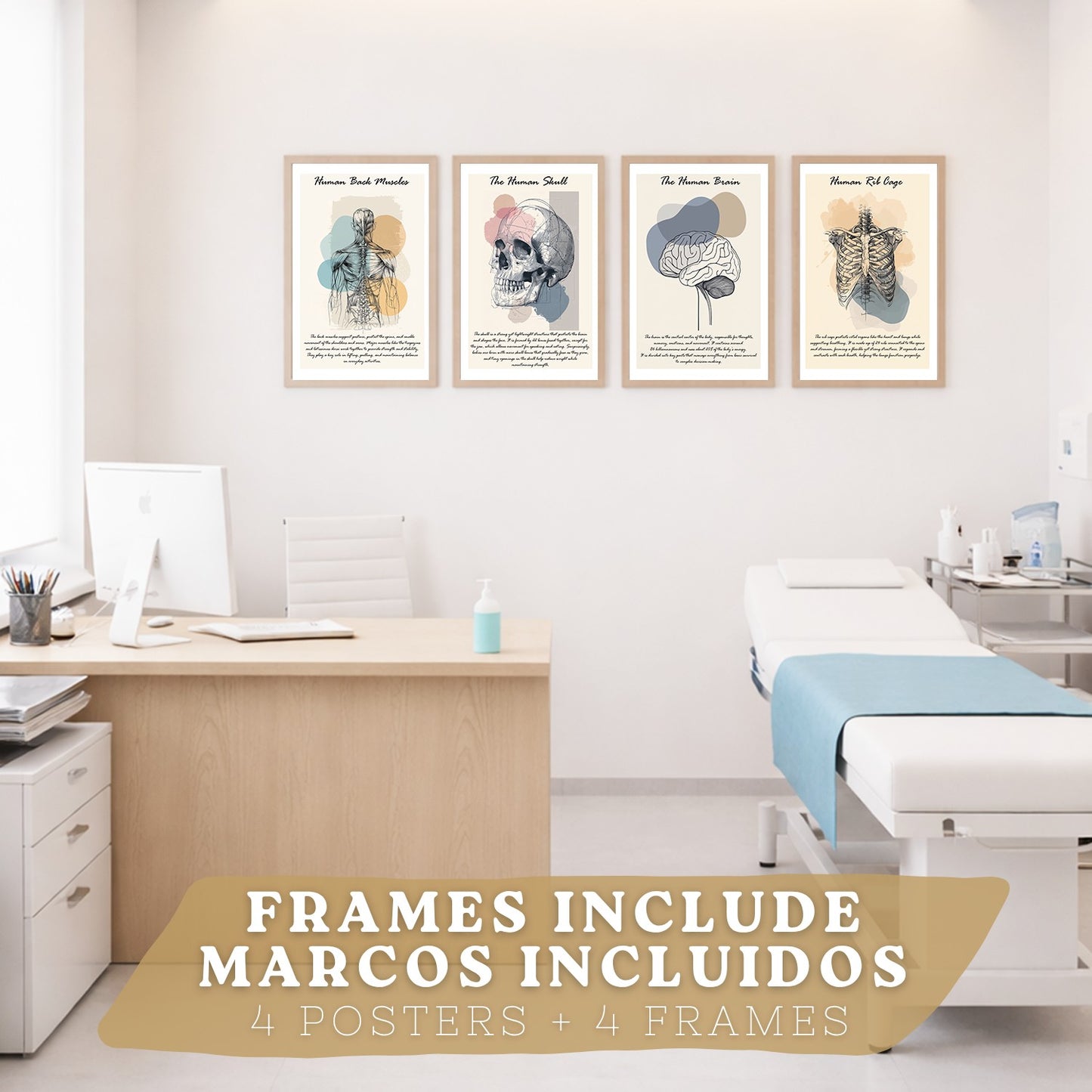 Set 4 Láminas de Anatomía Humana Posters Educativos con Músculos Espalda Costillas Cerebro y Cráneo Diseño Moderno