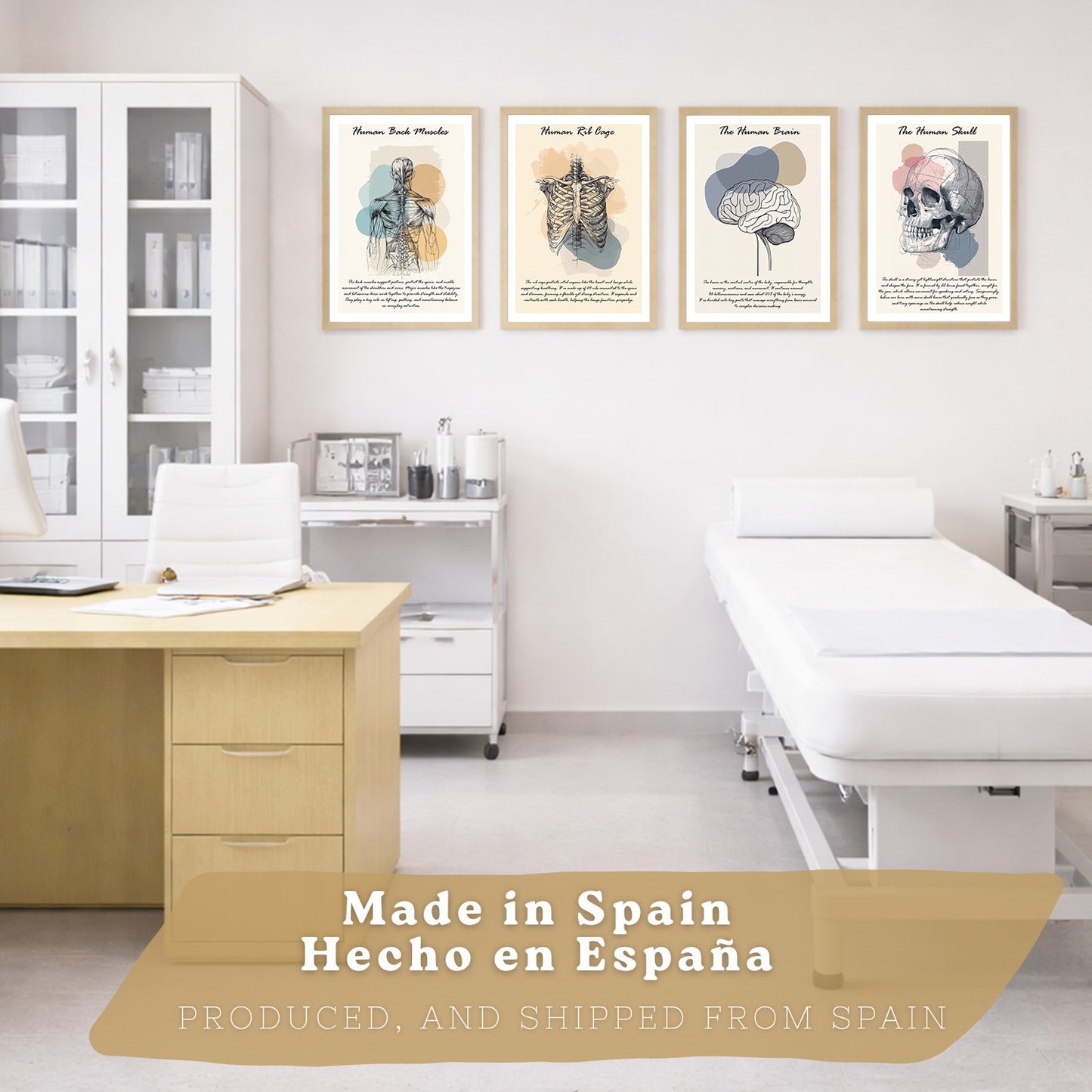Set 4 Láminas de Anatomía Humana Posters Educativos con Músculos Espalda Costillas Cerebro y Cráneo Diseño Moderno