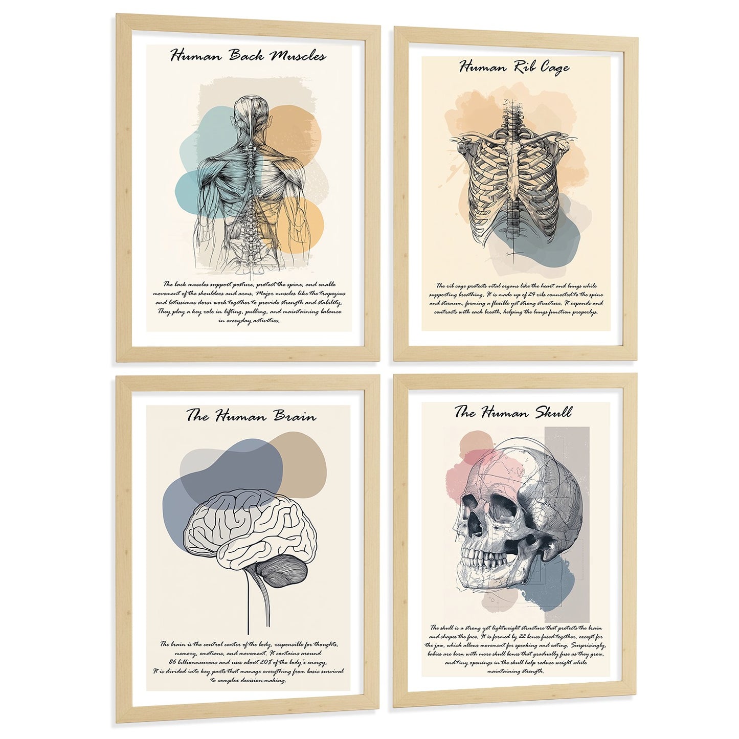 Set 4 Láminas de Anatomía Humana Posters Educativos con Músculos Espalda Costillas Cerebro y Cráneo Diseño Moderno