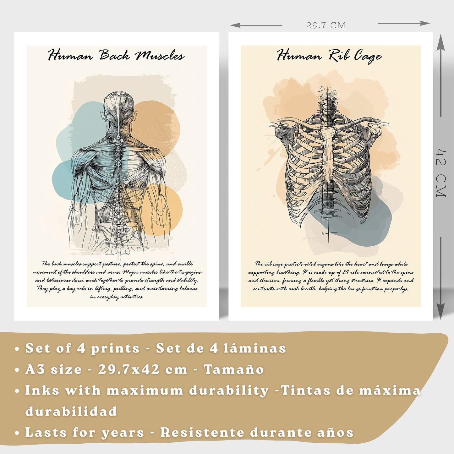 Set 4 Láminas de Anatomía Humana Posters Educativos con Músculos Espalda Costillas Cerebro y Cráneo Diseño Moderno
