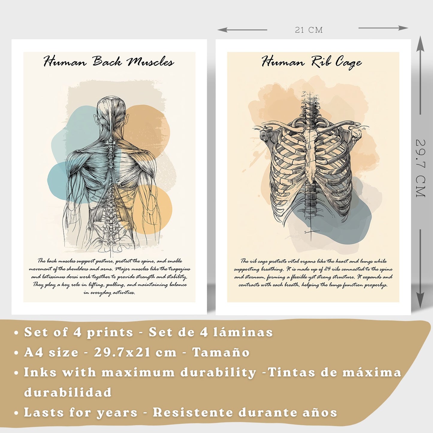 Set 4 Láminas de Anatomía Humana Posters Educativos con Músculos Espalda Costillas Cerebro y Cráneo Diseño Moderno
