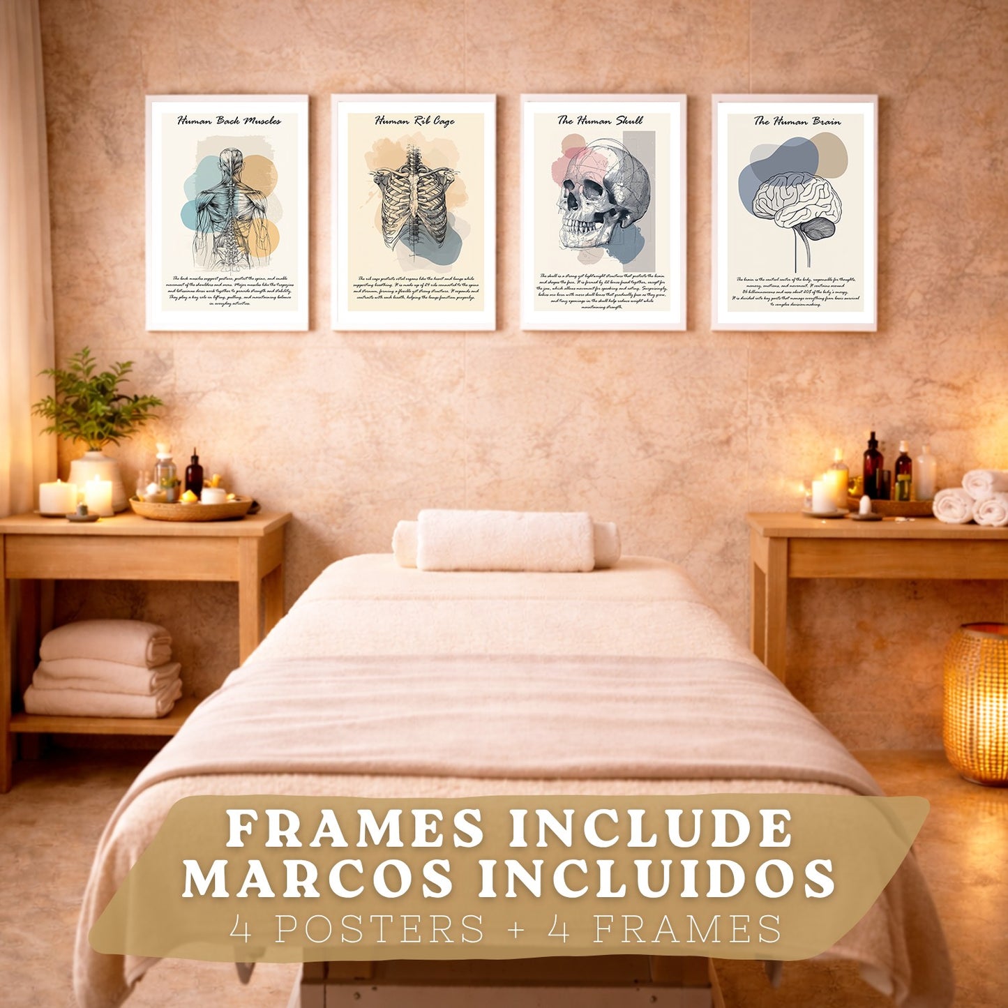 Set 4 Láminas de Anatomía Humana Posters Educativos con Músculos Espalda Costillas Cerebro y Cráneo Diseño Moderno