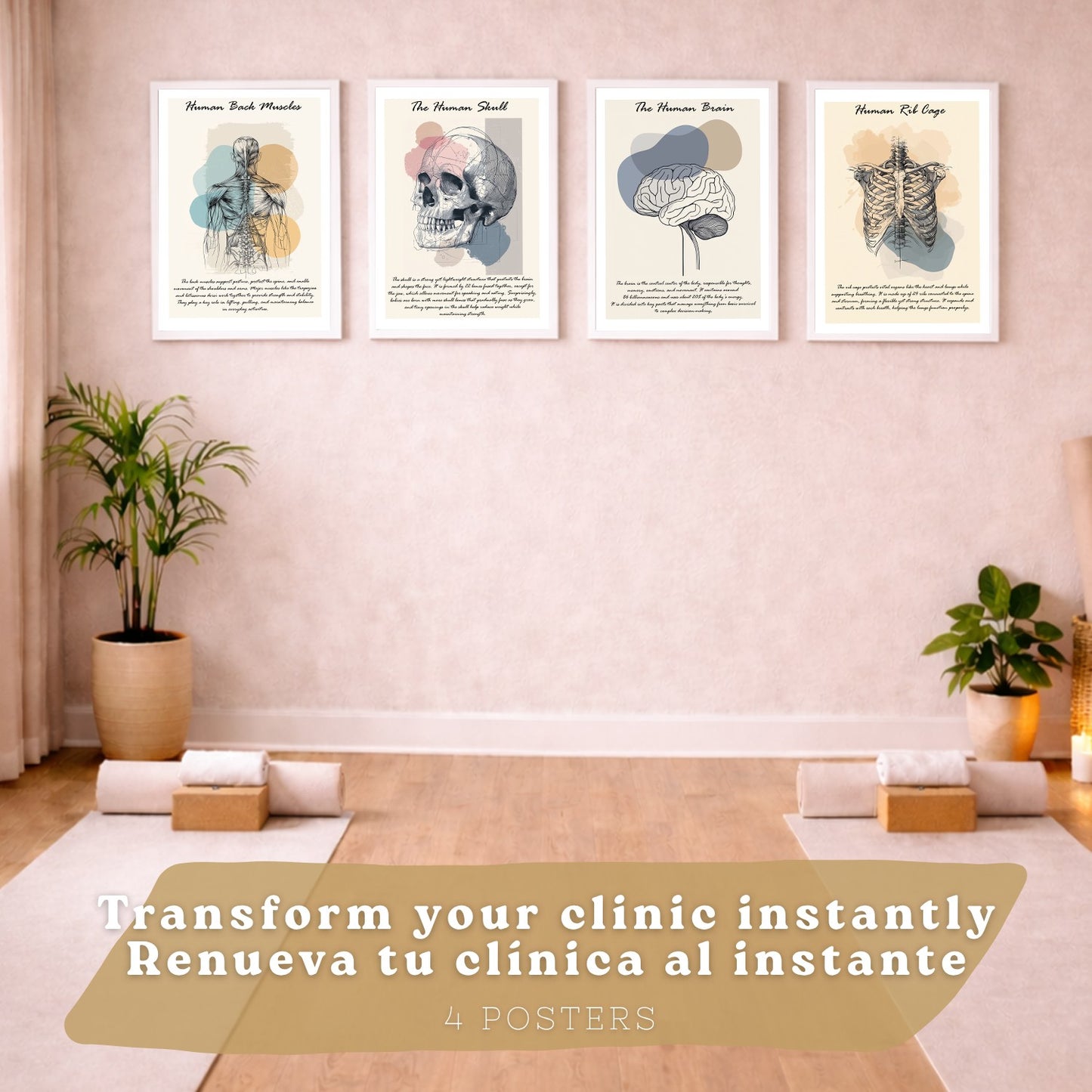 Set 4 Láminas de Anatomía Humana Posters Educativos con Músculos Espalda Costillas Cerebro y Cráneo Diseño Moderno