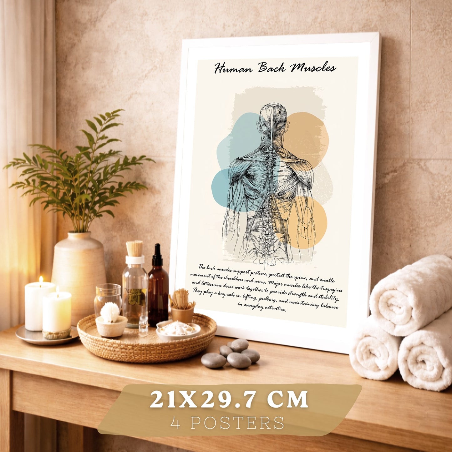 Set 4 Láminas de Anatomía Humana Posters Educativos con Músculos Espalda Costillas Cerebro y Cráneo Diseño Moderno