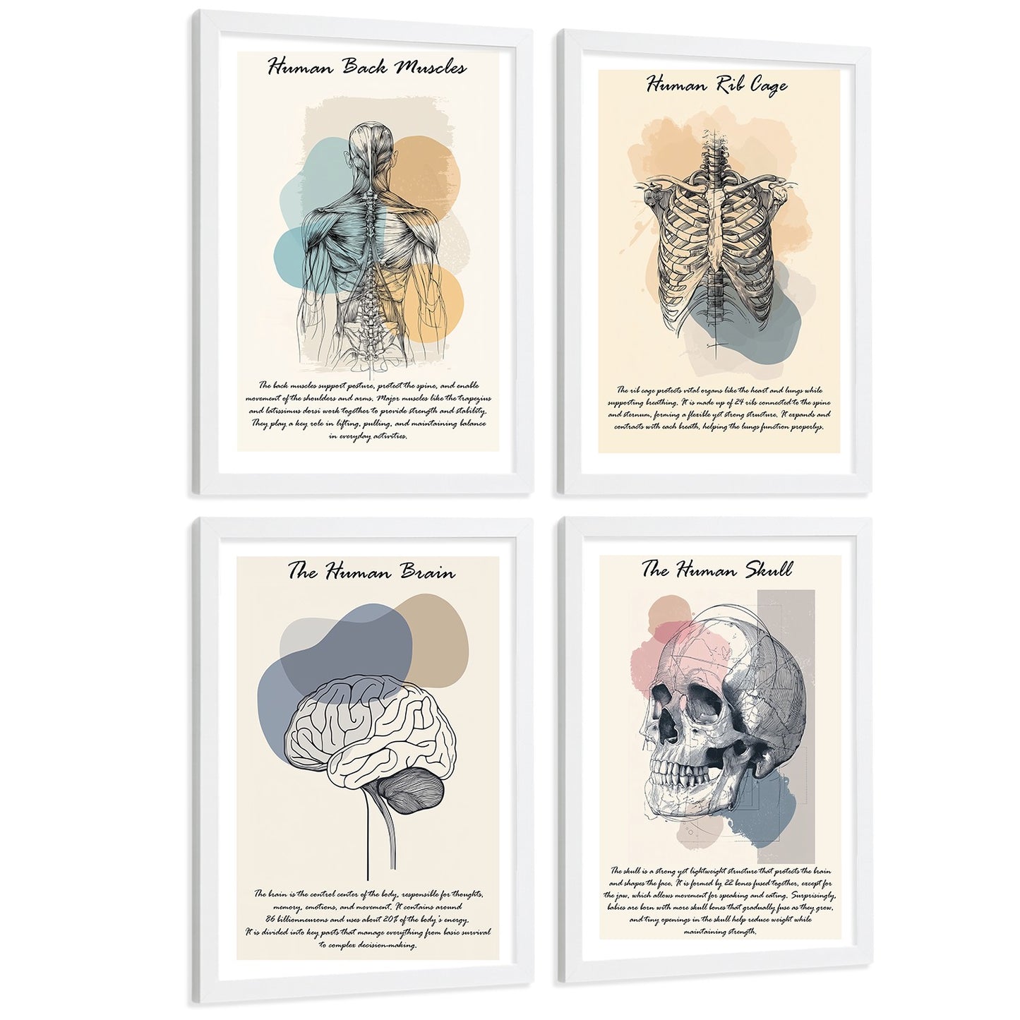 Set 4 Láminas de Anatomía Humana Posters Educativos con Músculos Espalda Costillas Cerebro y Cráneo Diseño Moderno