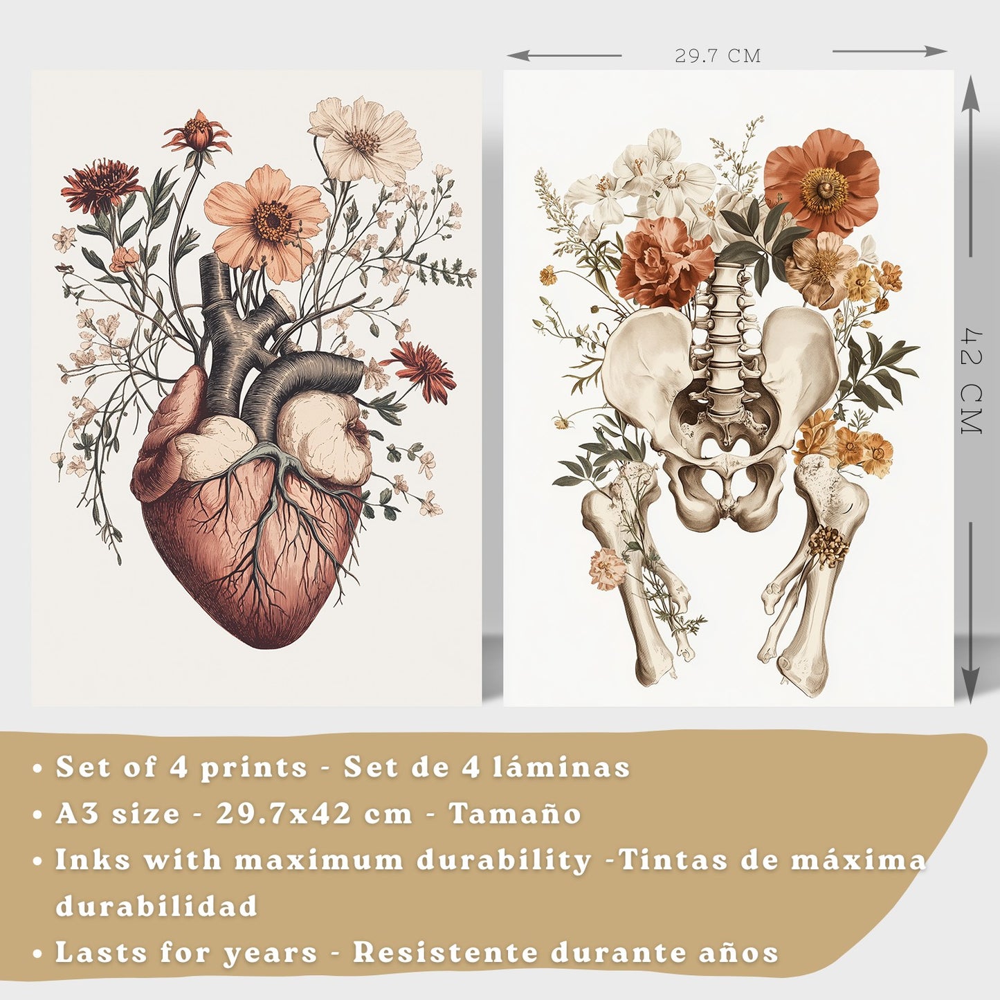 Set 4 Posters de Anatomía Láminas Decorativas con Corazón Riñones Cráneo y Pelvis Estilo Botánico Elegante