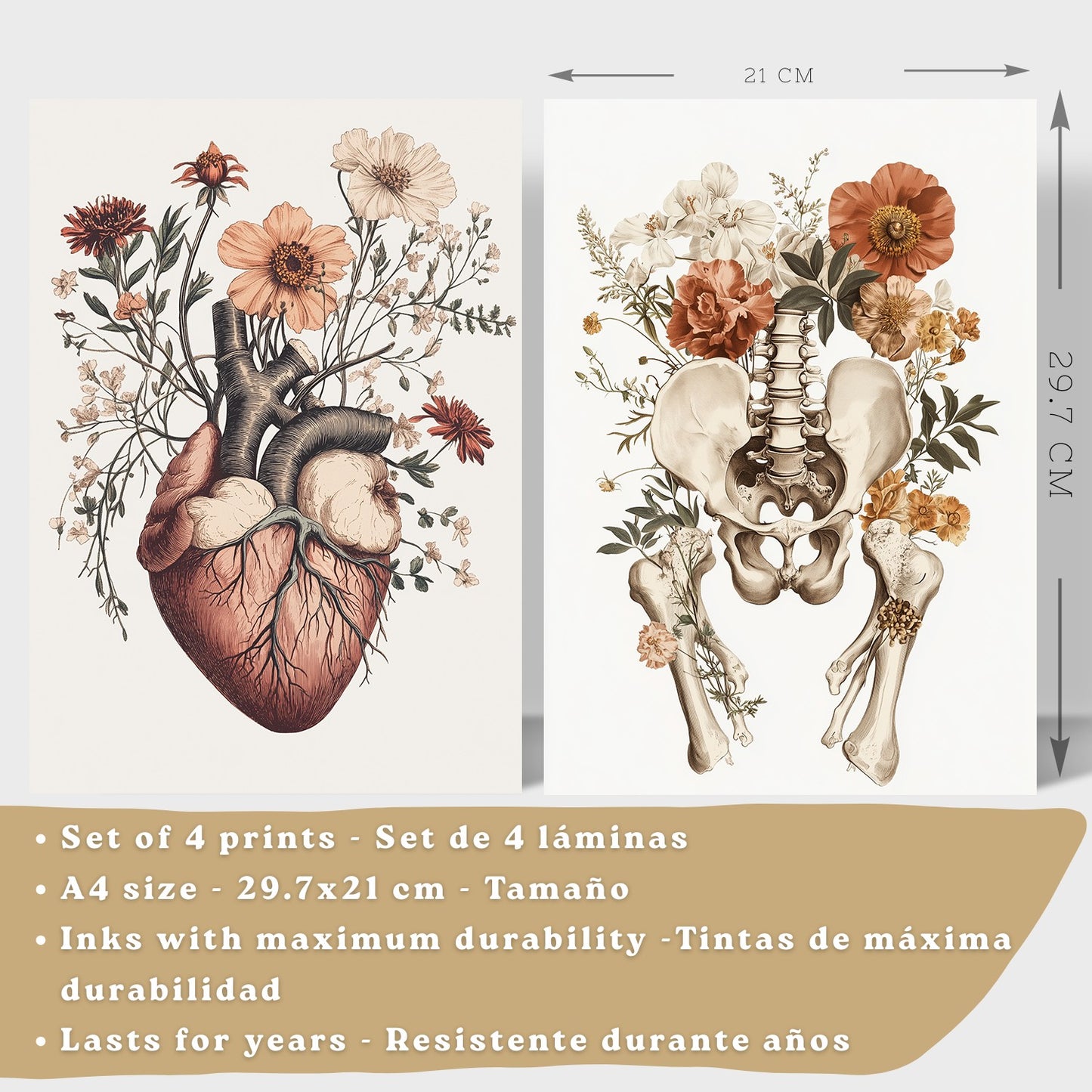 Set 4 Posters de Anatomía Láminas Decorativas con Corazón Riñones Cráneo y Pelvis Estilo Botánico Elegante