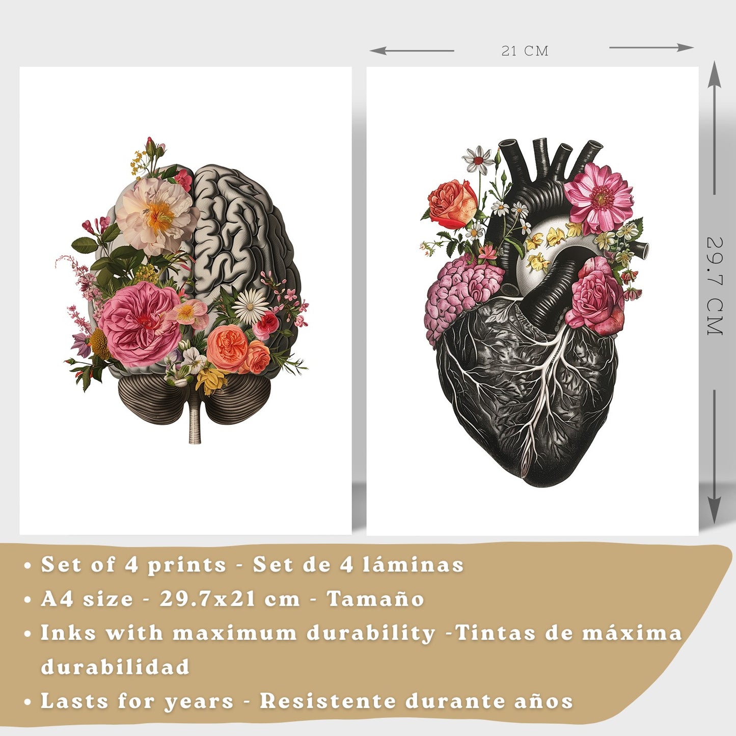 Set de 4 Láminas Decorativas Anatomía Posters y Cuadros con Cerebro Corazón Pulmones Sistema Respiratorio Costillas Columna Vertebral Diseño Floral Moderno