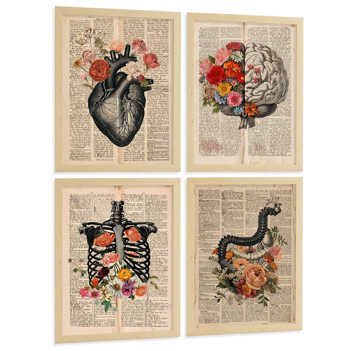 Set 4 Cuadros de Anatomía Láminas con Corazón, Cerebro, Esqueleto y Intestinos Fondo Antiguo