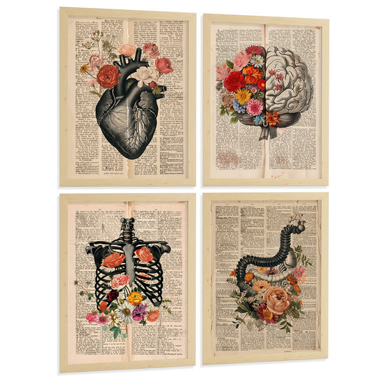 Set 4 Cuadros de Anatomía Láminas con Corazón, Cerebro, Esqueleto y Intestinos Fondo Antiguo
