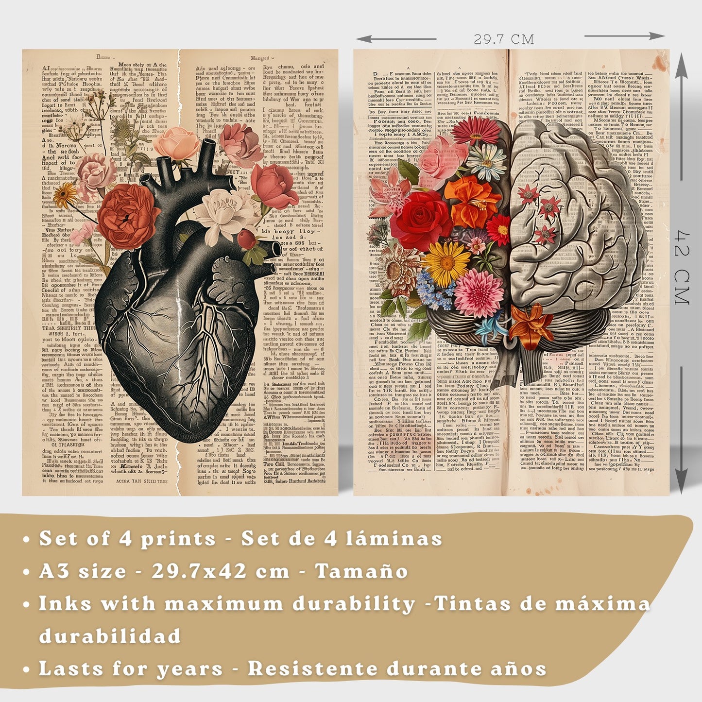 Set 4 Cuadros de Anatomía Láminas con Corazón, Cerebro, Esqueleto y Intestinos Fondo Antiguo