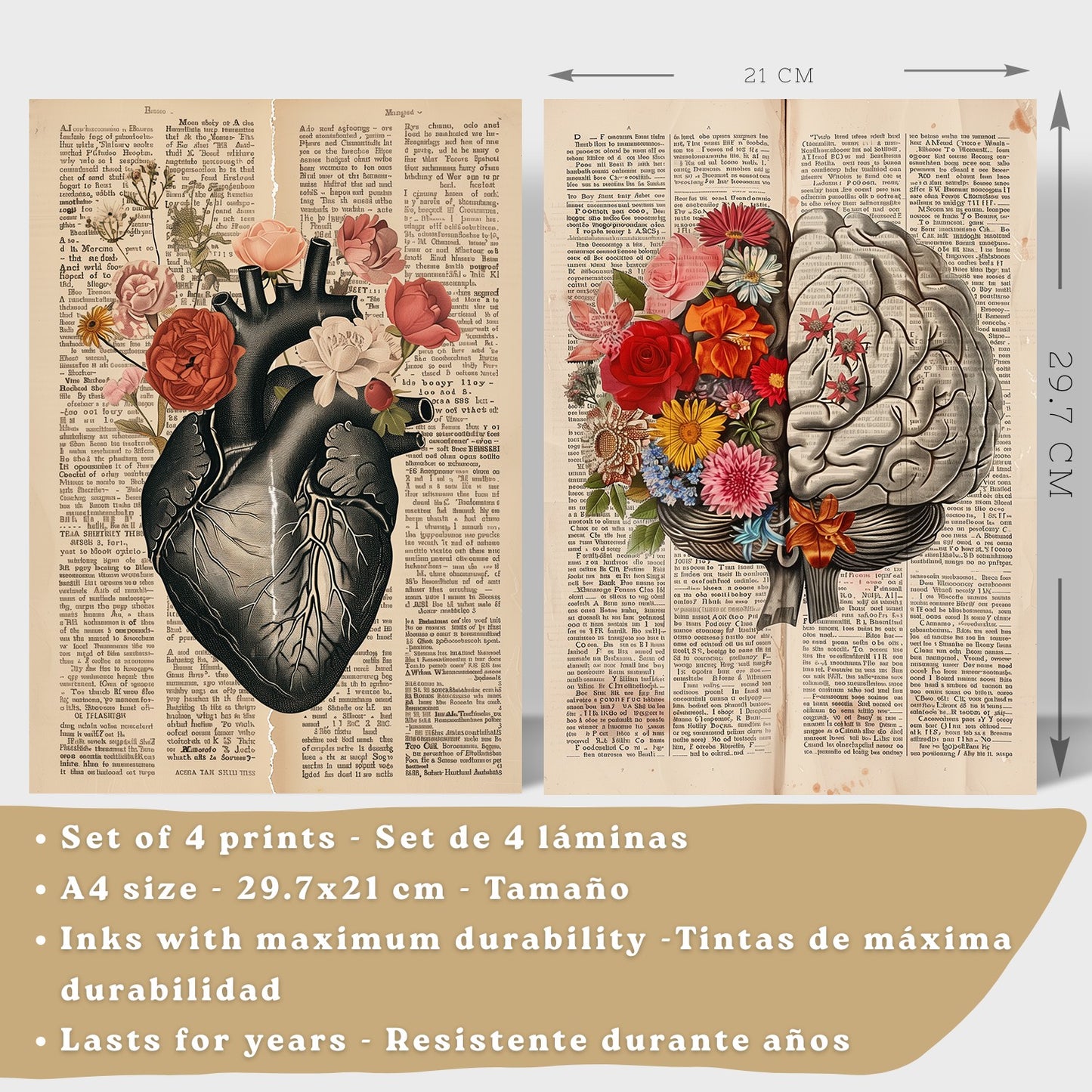 Set 4 Cuadros de Anatomía Láminas con Corazón, Cerebro, Esqueleto y Intestinos Fondo Antiguo