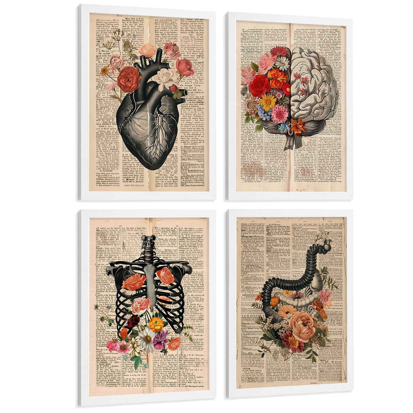 Set 4 Cuadros de Anatomía Láminas con Corazón, Cerebro, Esqueleto y Intestinos Fondo Antiguo