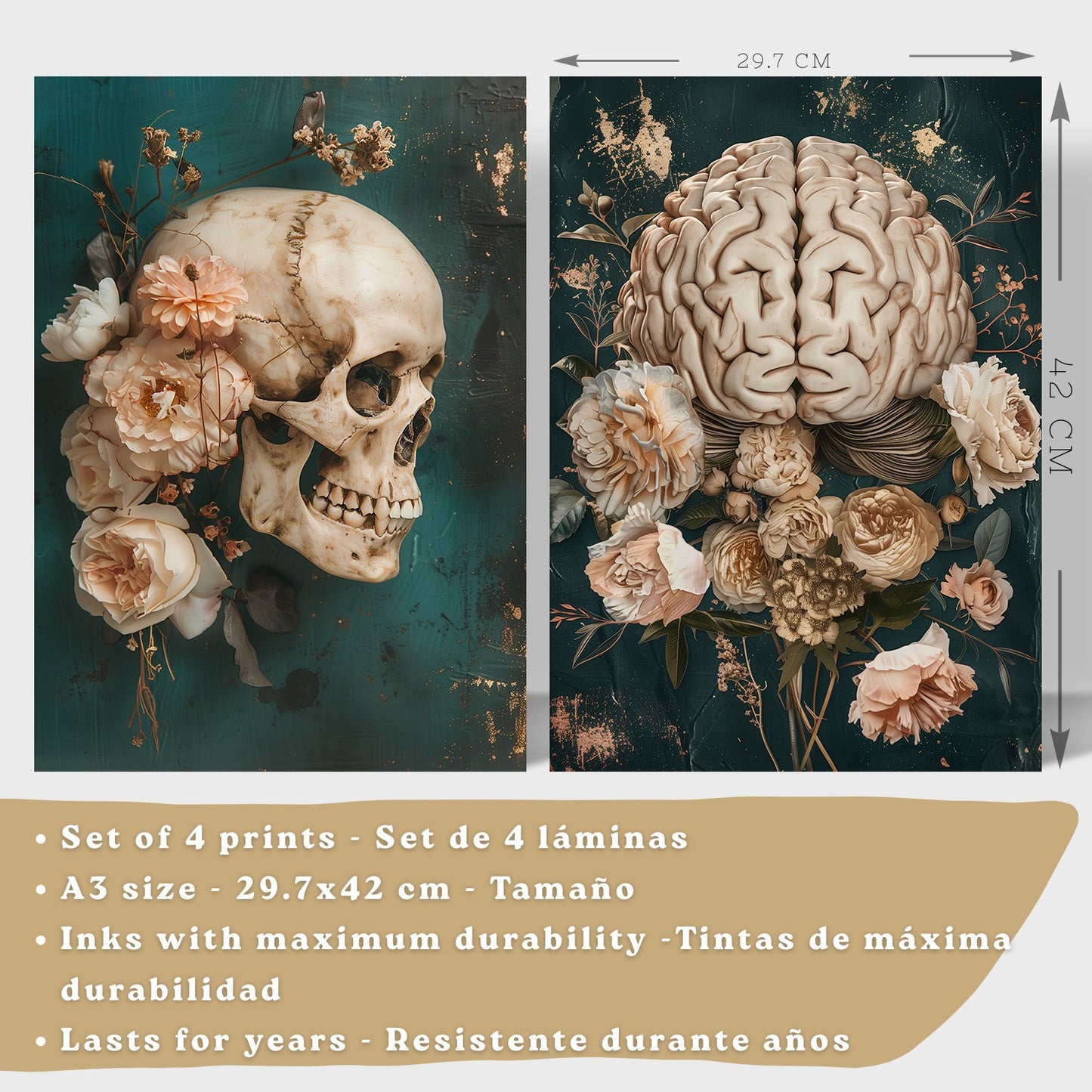Set 4 Cuadros Decorativos de Anatomía Humana Láminas y Posters con Cráneo Cerebro Pulmones Tráquea Bronquios Pelvis Columna Diseño Floral Elegante