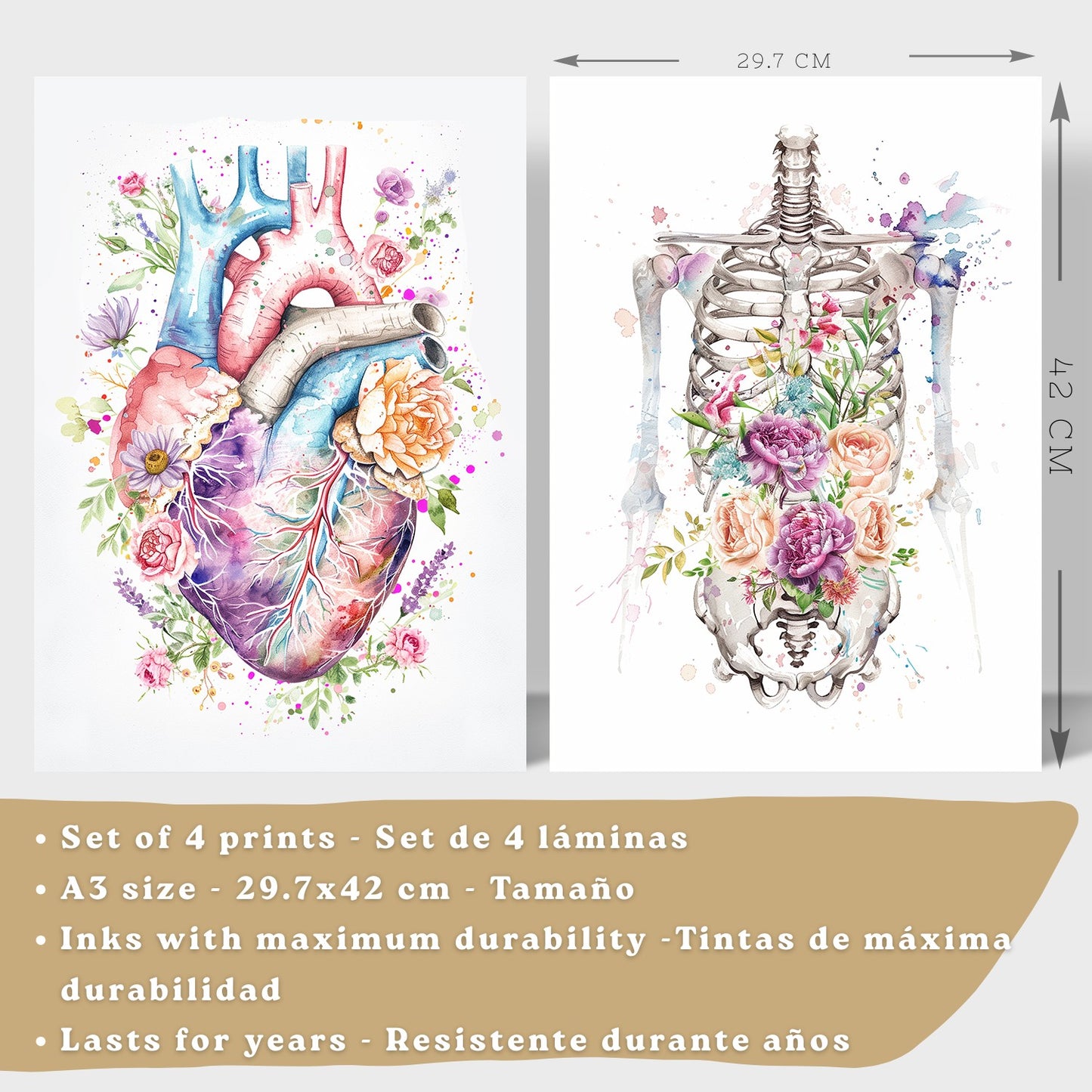 Set 4 Cuadros Decorativos de Anatomía Humana Láminas y Posters con Corazón Cerebro Pulmones Tráquea Bronquios Columna Vertebral Diseño Floral Acuarela