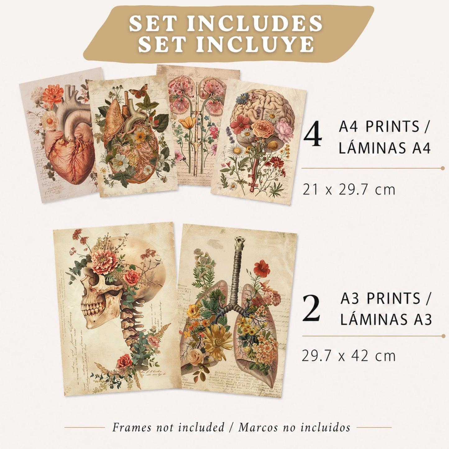 Colección de 6 posters anatómicos estilo antiguo para pared, ilustraciones médicas de corazón, cráneo, pulmones, riñones y cerebro con flores, fondo pergamino,