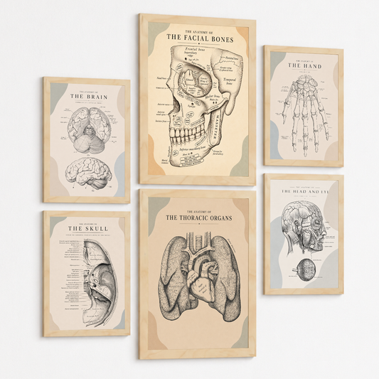 Set de 6 Láminas Anatómicas Vintage, Posters Médicos con Cerebro, Cráneo, Huesos Faciales, Mano Humana, Ojo, Pulmones y Corazón, Cuadros Decorativos para Consulta Médica