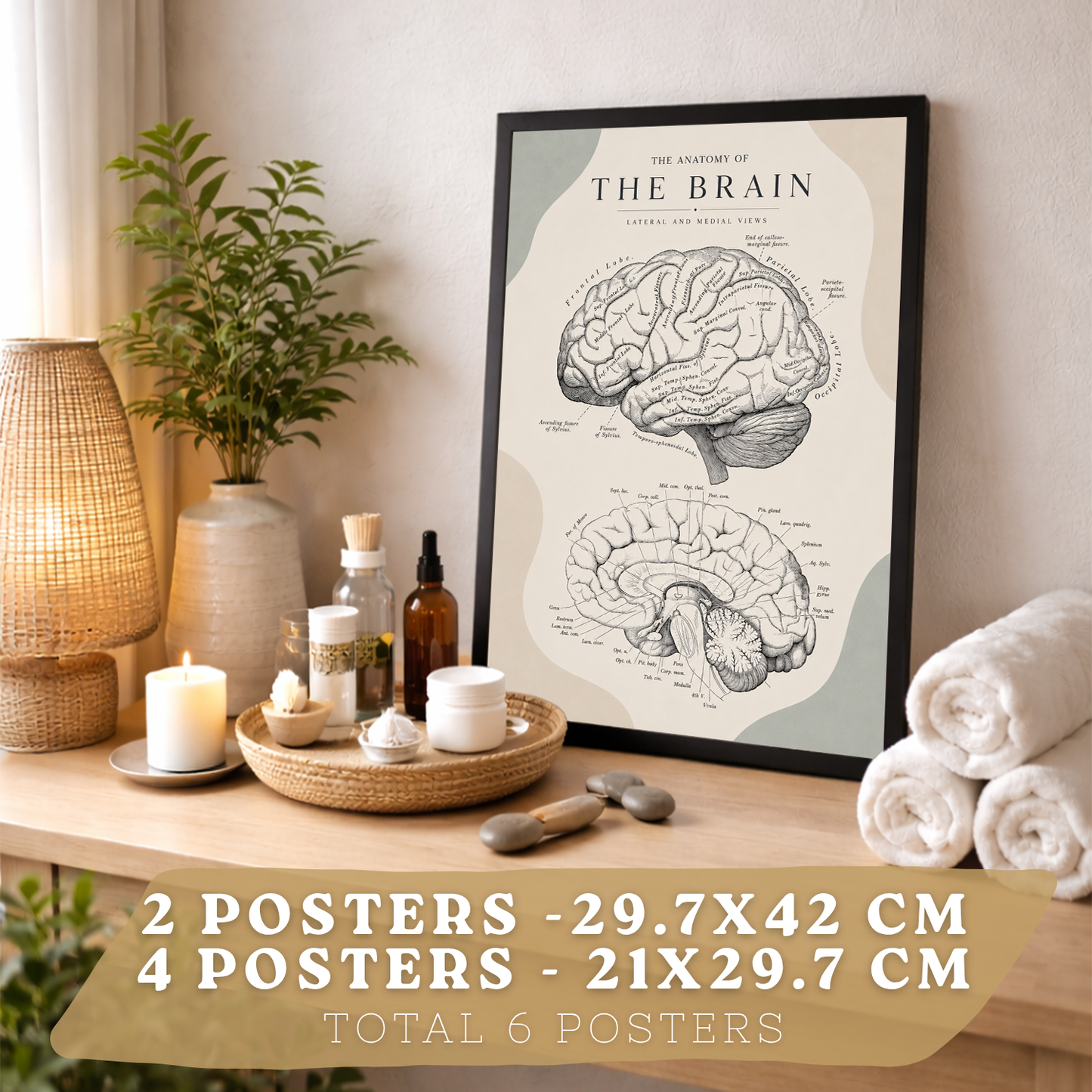 Set de 6 Láminas Anatómicas, Posters Médicos con Cerebro, Columna Vertebral, Dientes, Costillas, Esternón, Articulación de Rodilla y Huesos del Brazo, Cuadros Decorativos