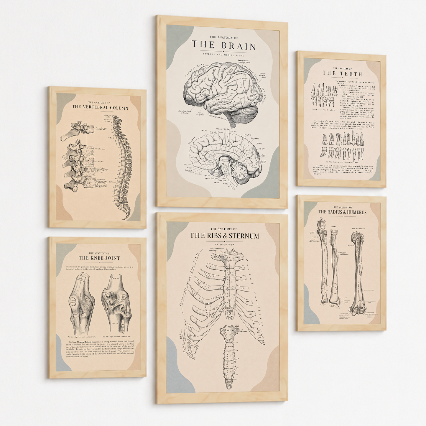 Set de 6 Láminas Anatómicas, Posters Médicos con Cerebro, Columna Vertebral, Dientes, Costillas, Esternón, Articulación de Rodilla y Huesos del Brazo, Cuadros Decorativos