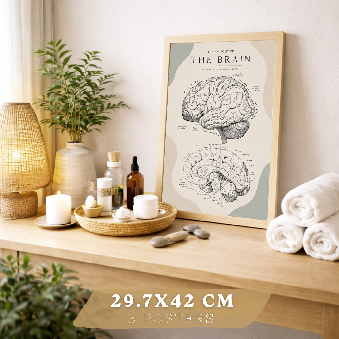 Set de 6 Láminas Anatómicas, Posters Médicos con Cerebro, Columna Vertebral, Dientes, Costillas, Esternón, Articulación de Rodilla y Huesos del Brazo, Cuadros Decorativos