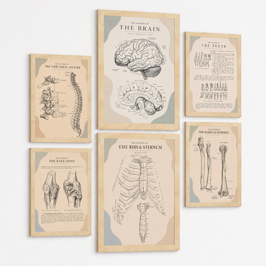 Set de 6 Láminas Anatómicas, Posters Médicos con Cerebro, Columna Vertebral, Dientes, Costillas, Esternón, Articulación de Rodilla y Huesos del Brazo, Cuadros Decorativos